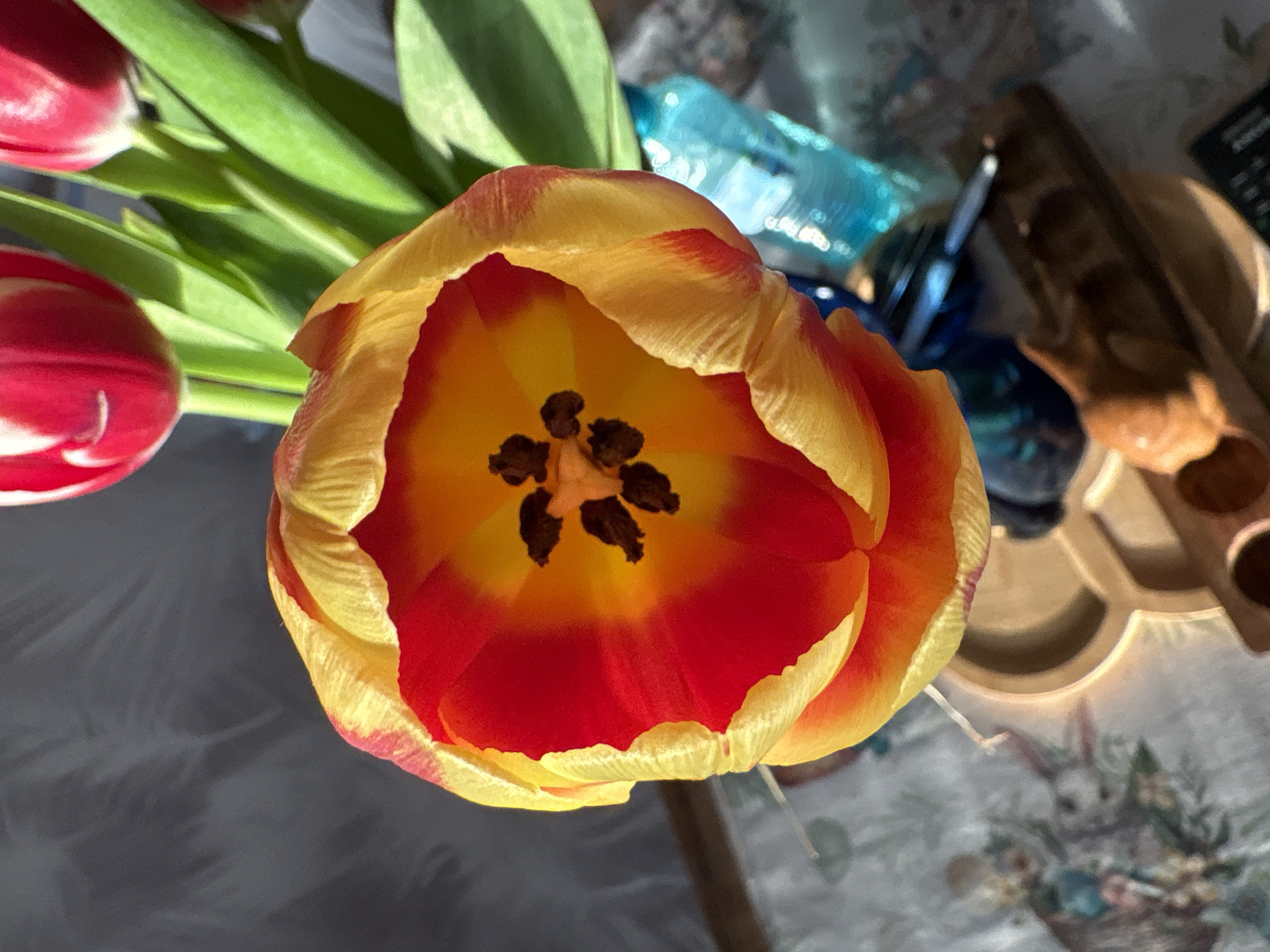 Spring tulip photography session captured in Bulgarian home
