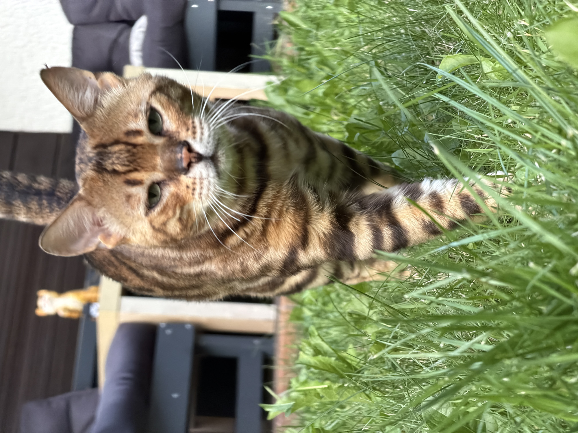 Bengal cat roams and relaxes in a Garmisch-Partenkirchen garden