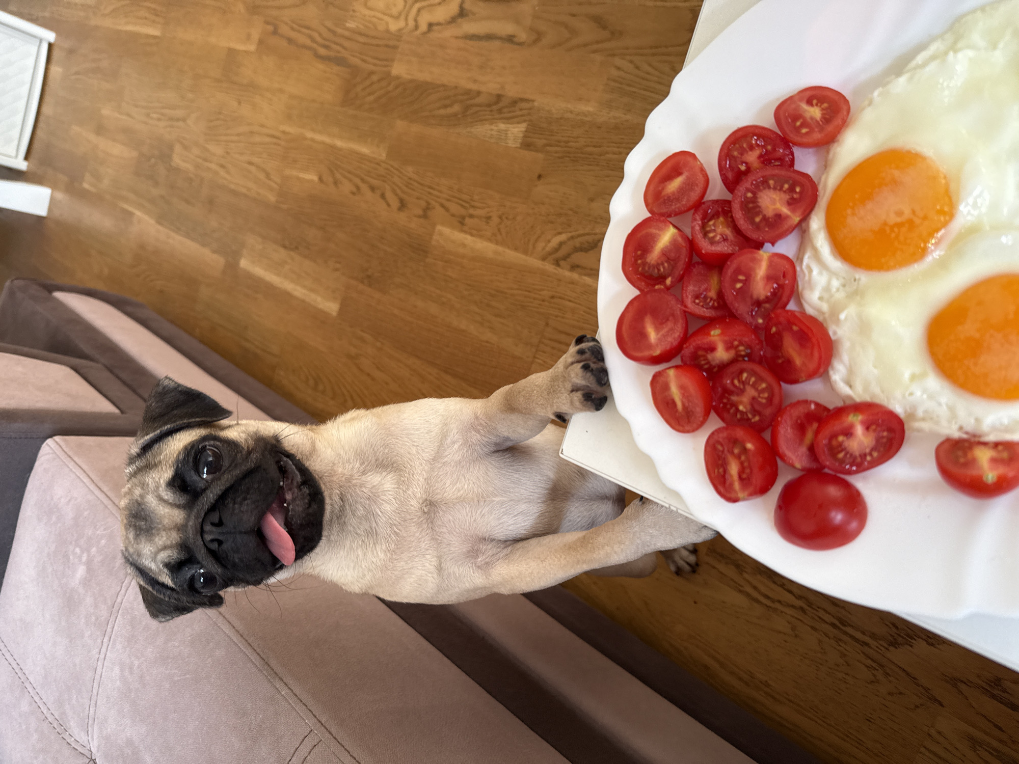 Pugs being pugs at home, wooden floors and all