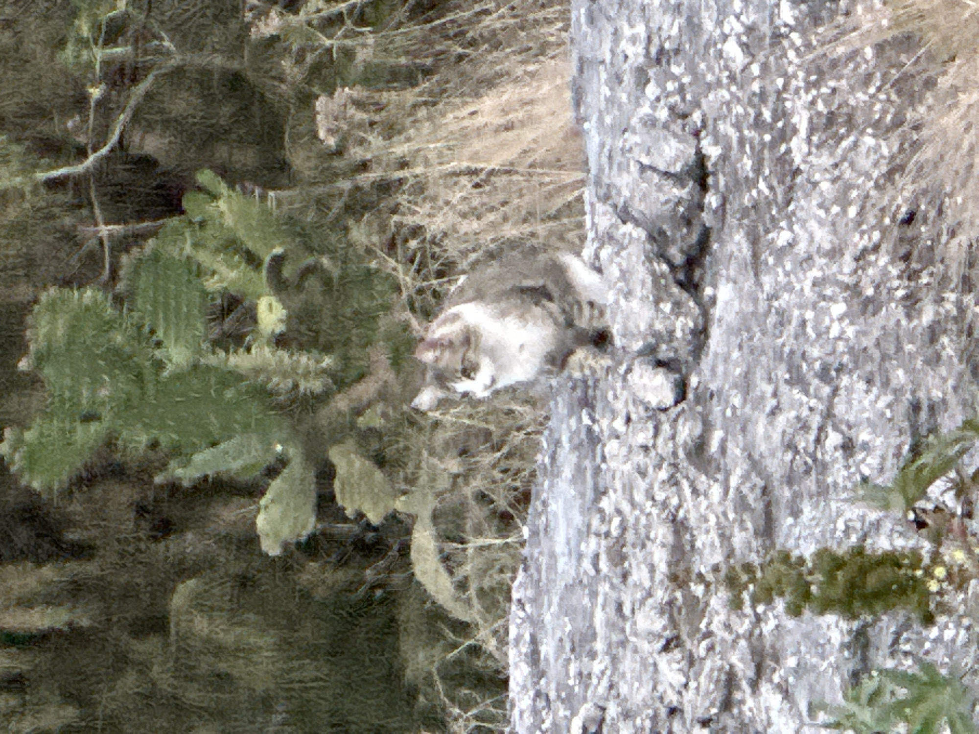 Cat spotted resting on rocky cliff in Puebla