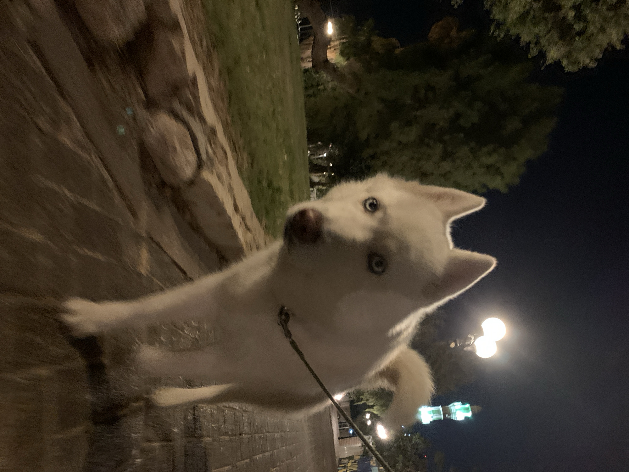White husky puppy walks Tel Aviv streets at night
