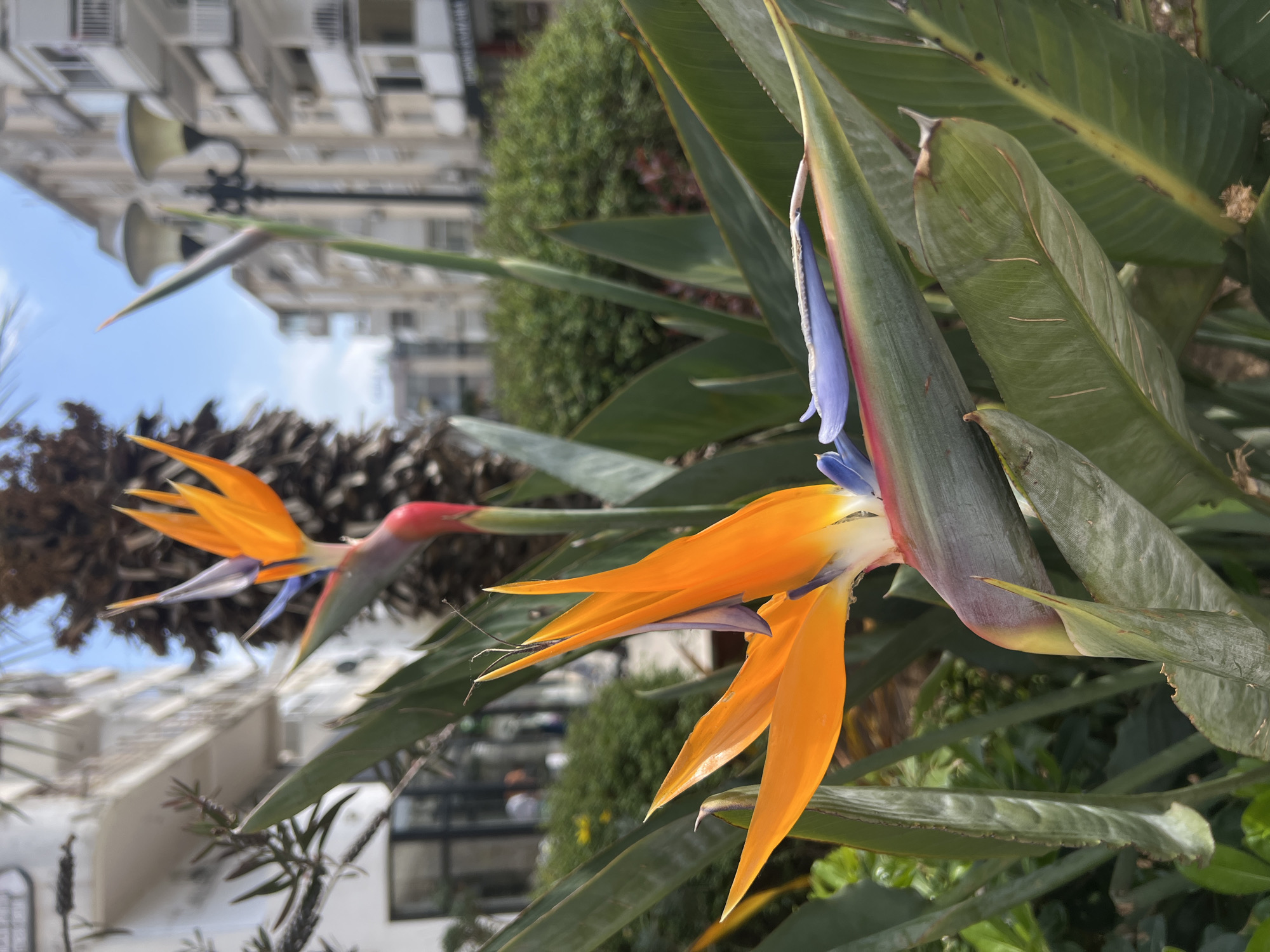 Bird of Paradise flowers bloom in Bar, Montenegro