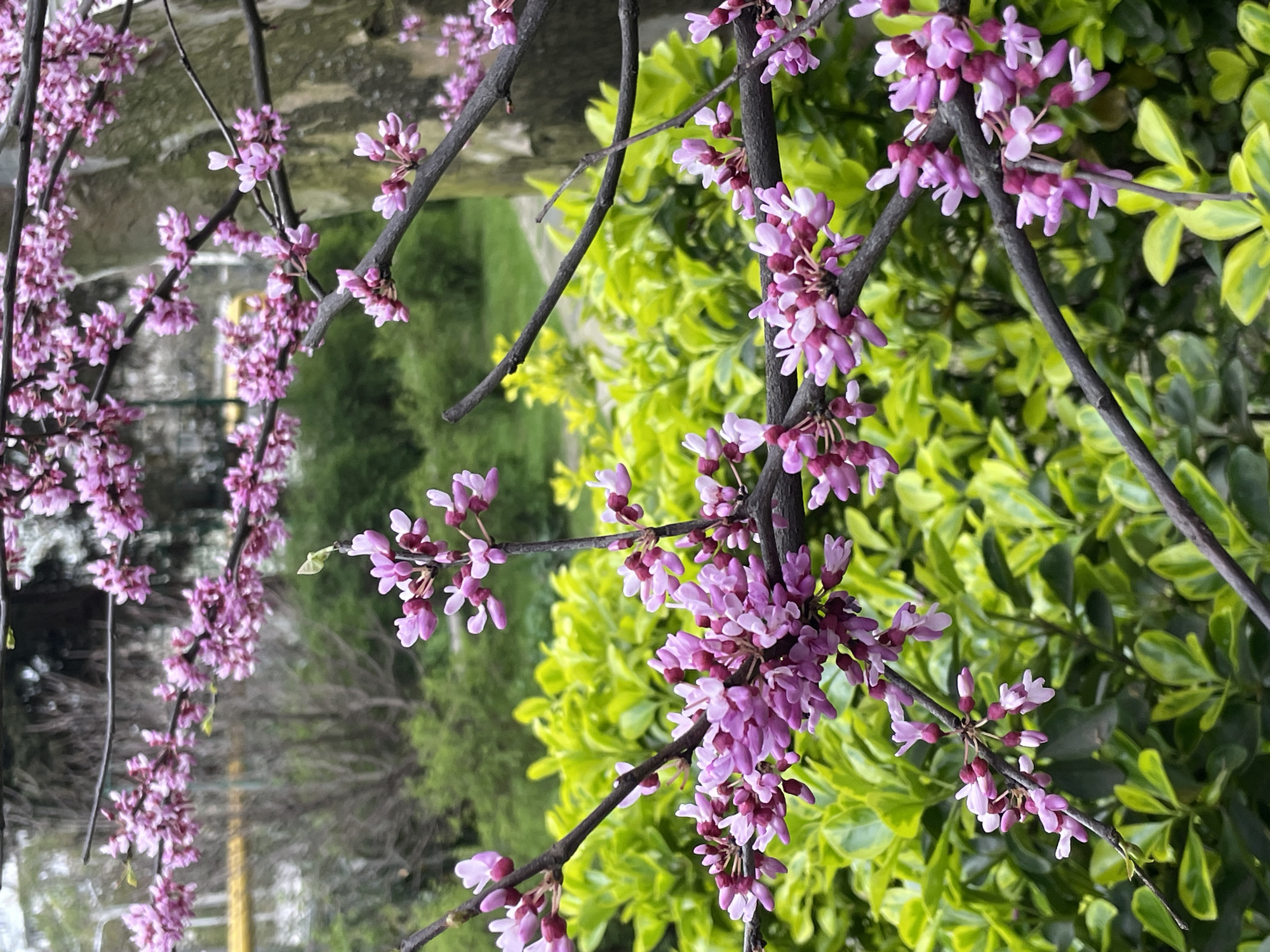 Morning scenes captured in Sochi: flowering trees, exercise, residential streets