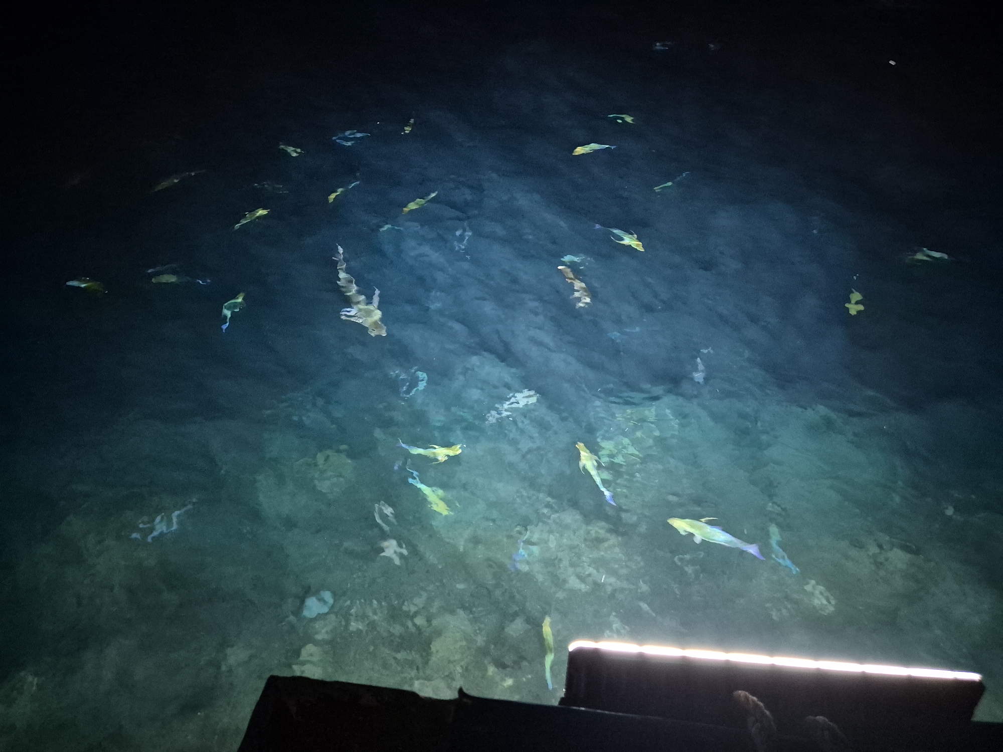 Colorful fish spotted swimming over rocky seabed in Maldives