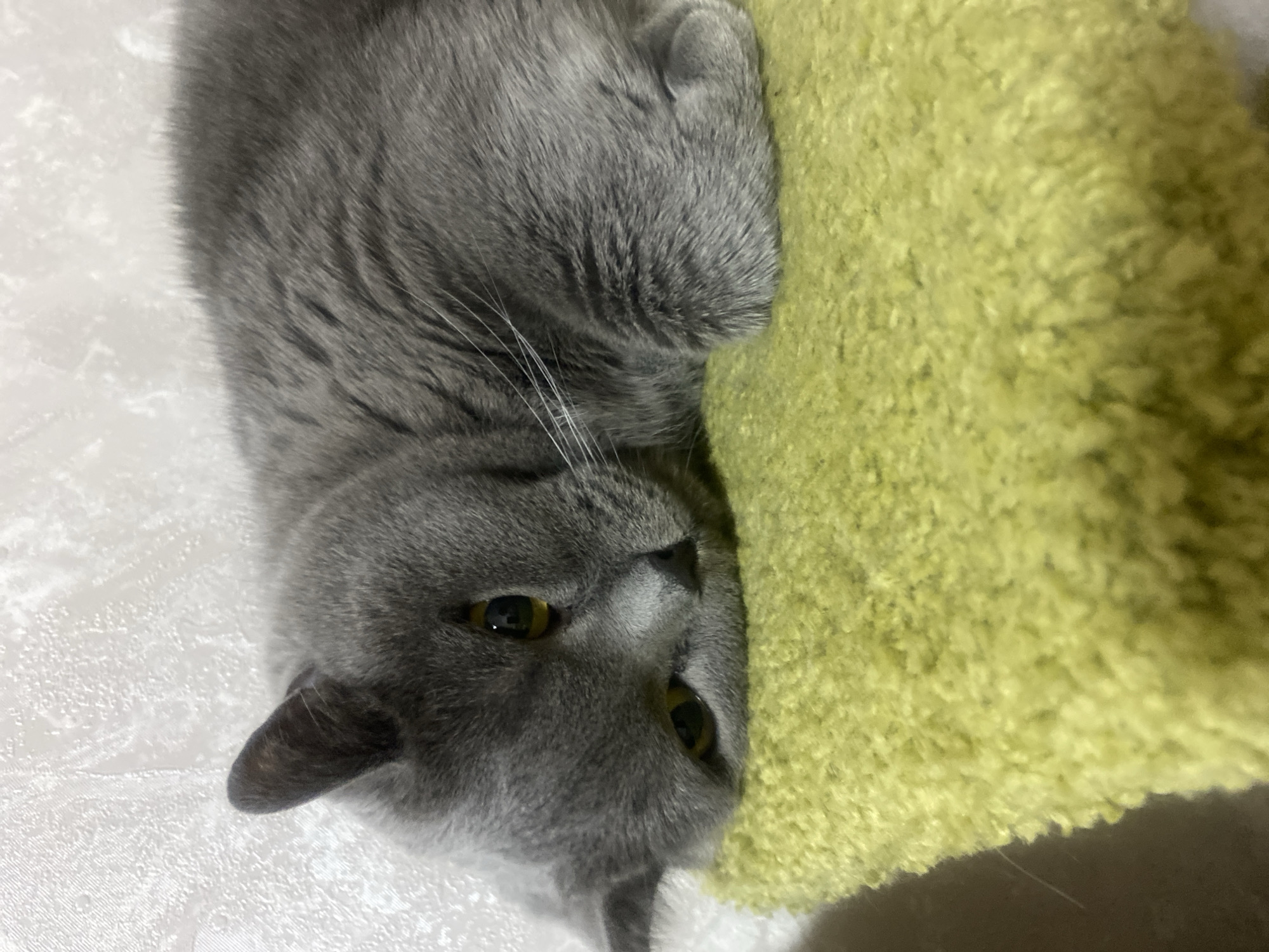 Gray cat rests beside green cushion in Izhevsk home