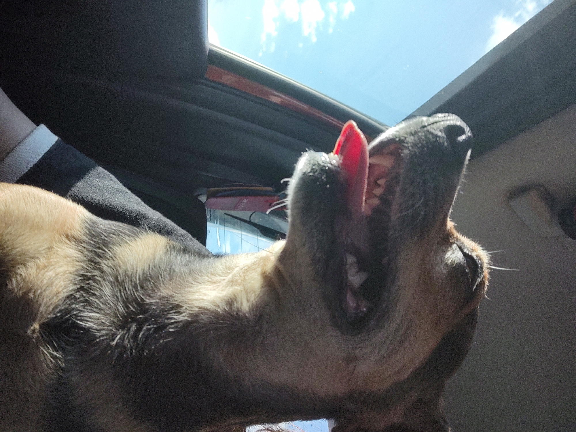 Dog enjoying a car window moment in rural Bulgaria