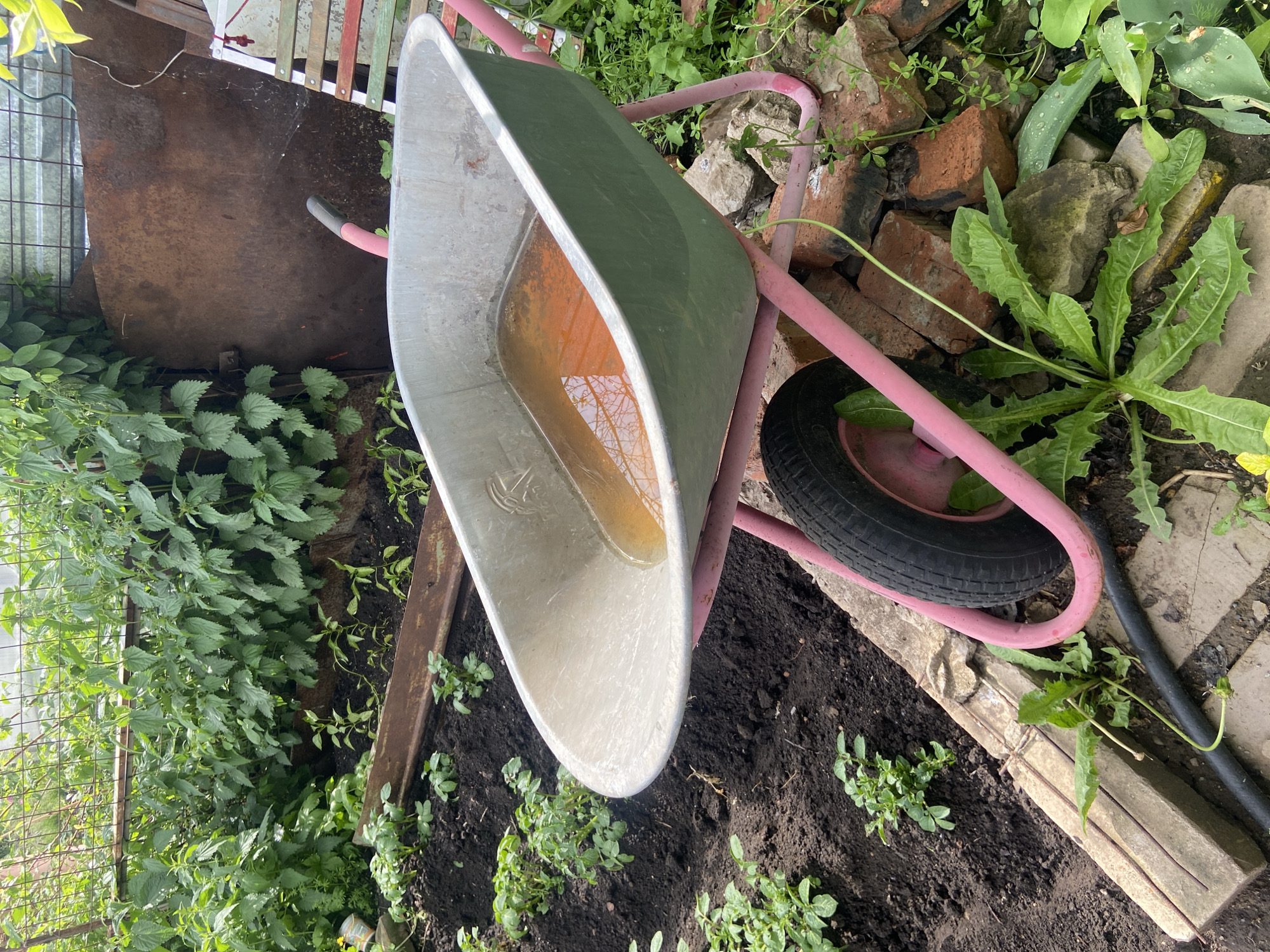 Morning garden documentation captures blooming flowers after rain in Russia