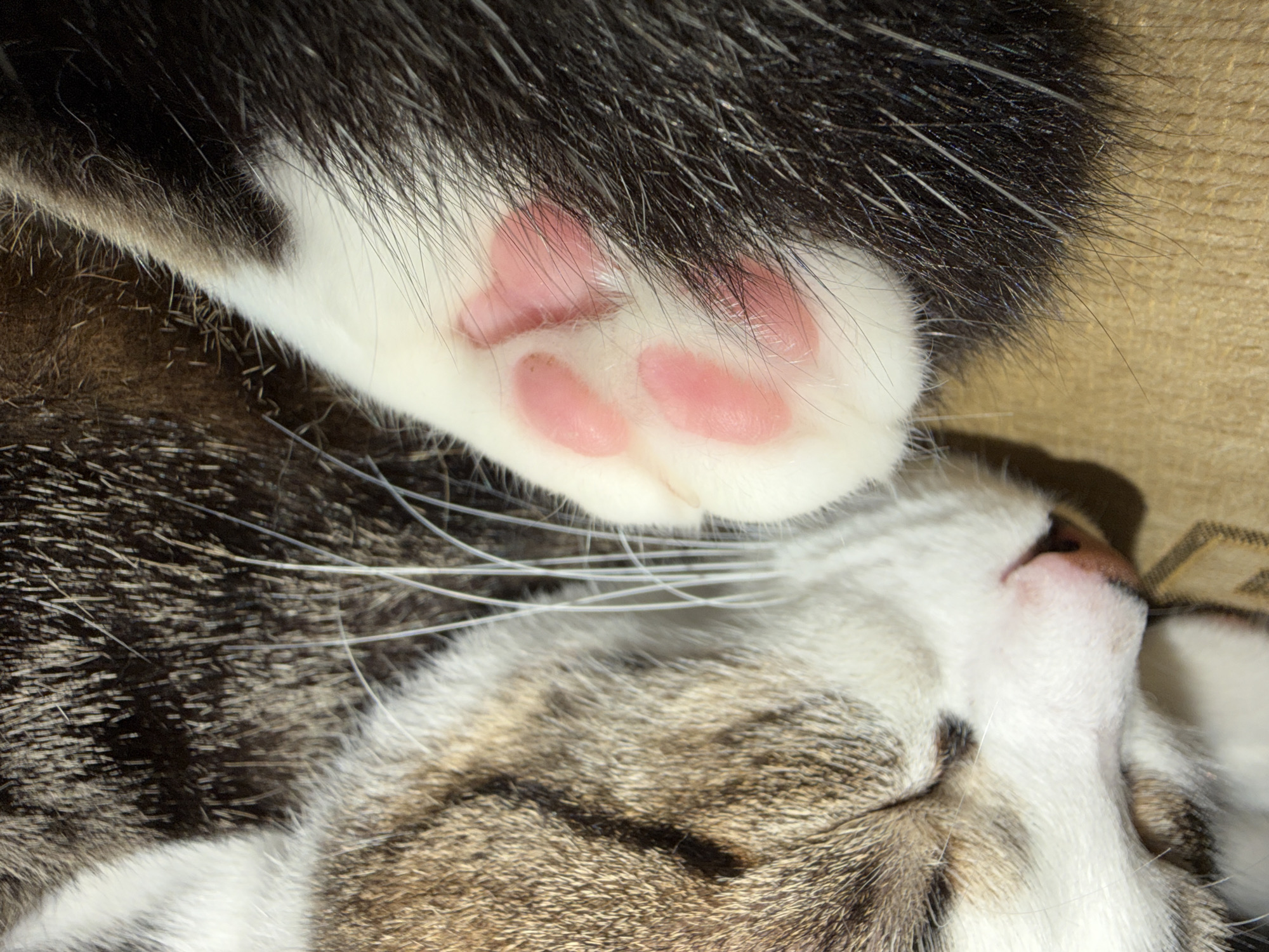Lazy evening with multiple cats at a Burgas home