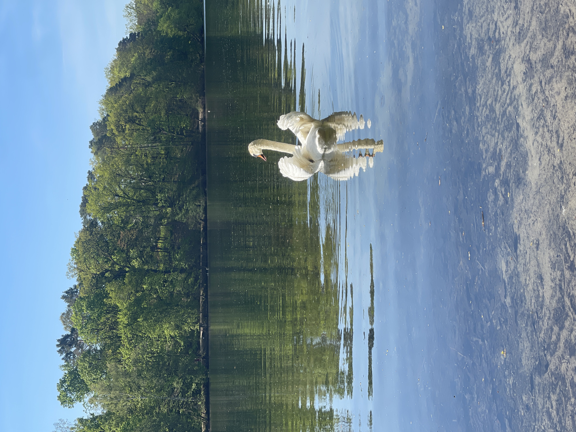 Swan spotted at Teufelssee Lake in Berlin