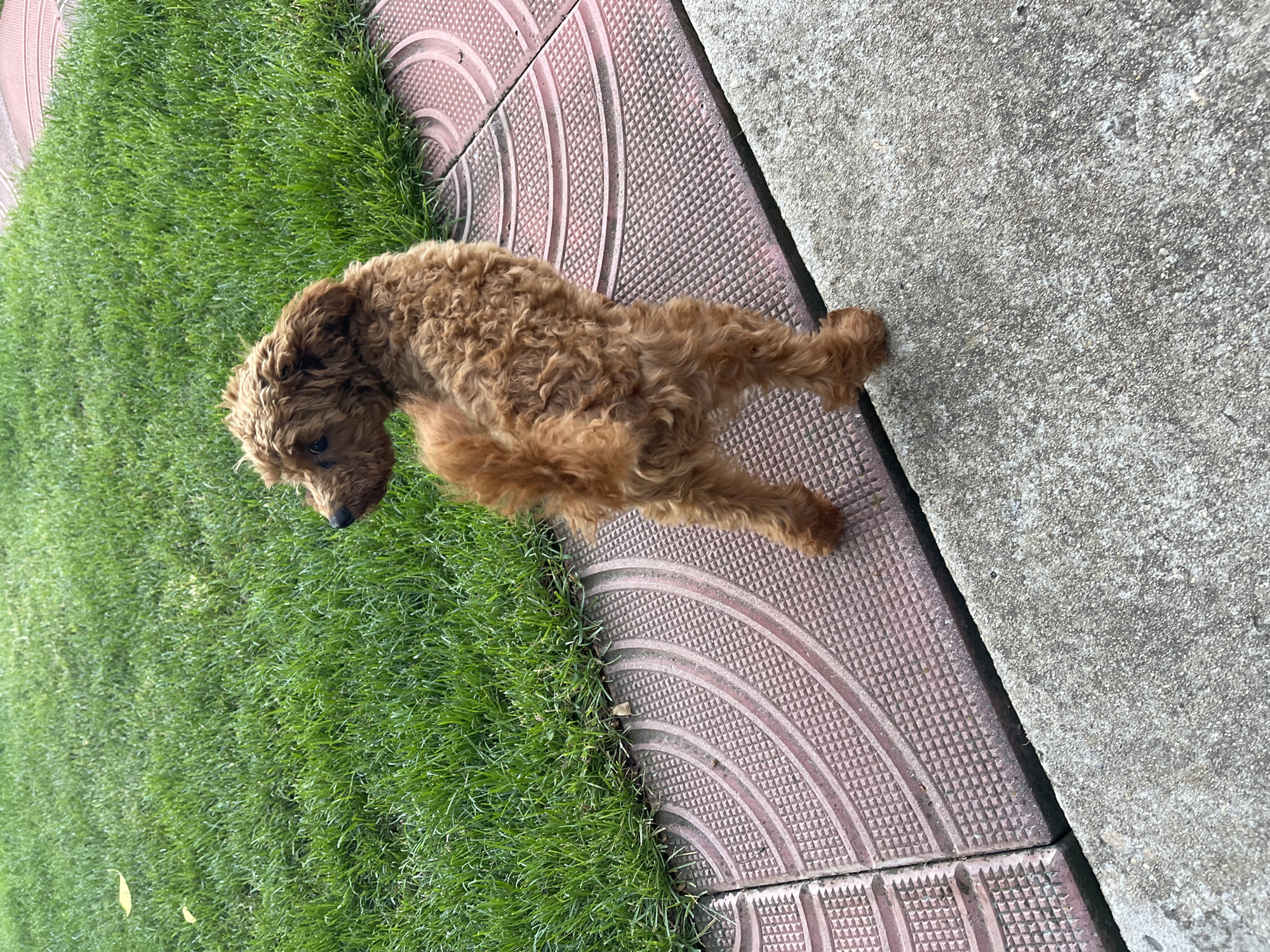 Brown poodle's playful early morning activities captured in Sofia