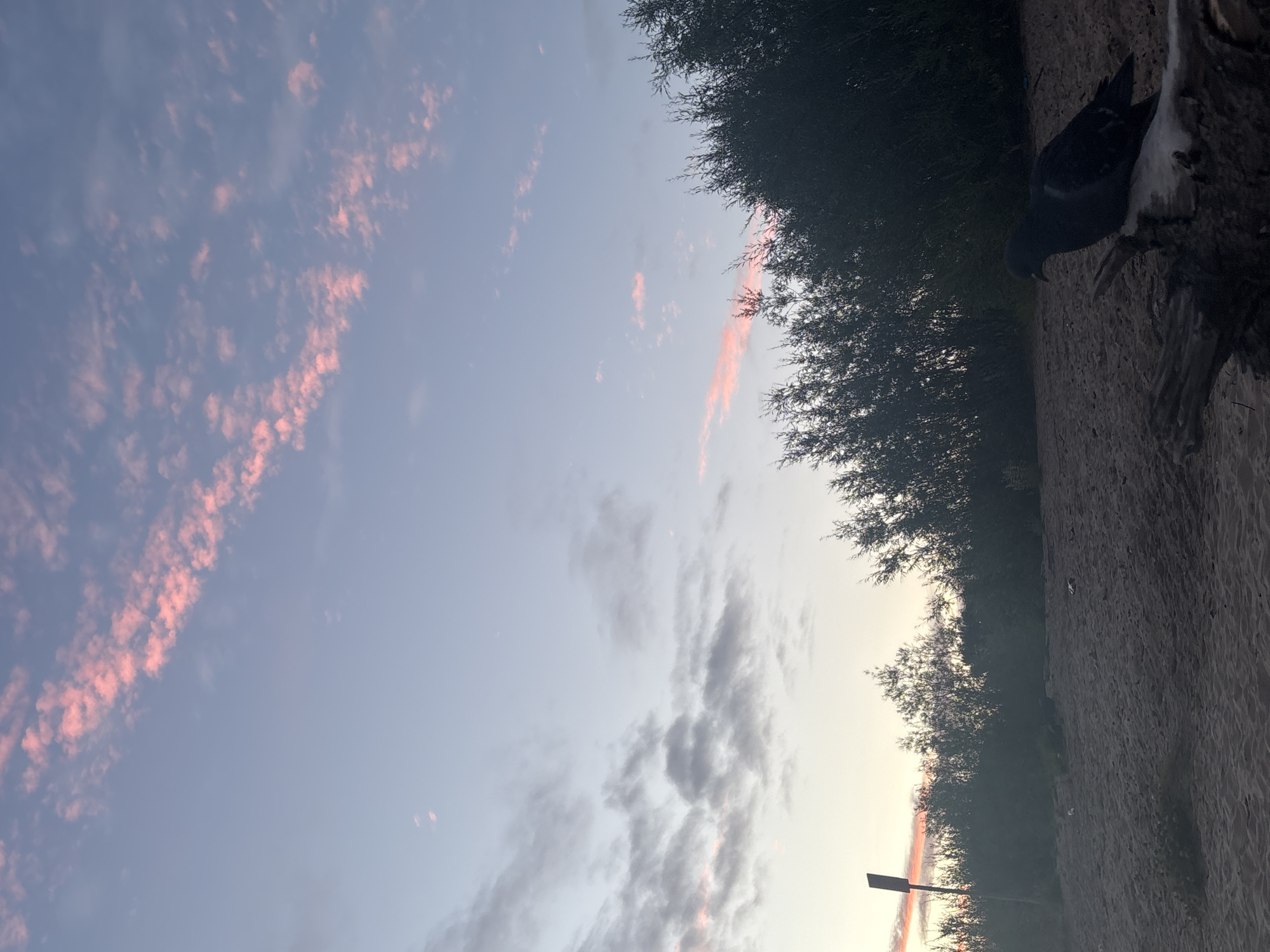 Pigeon on driftwood, pastel skies over Arkhangelsk shoreline