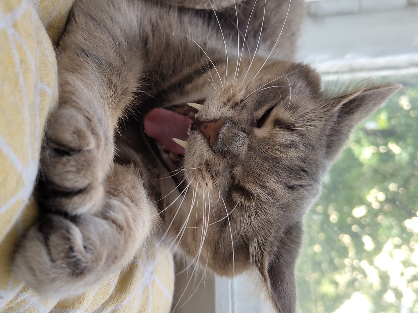 Grey tabby cat yawning wide on a patterned blanket