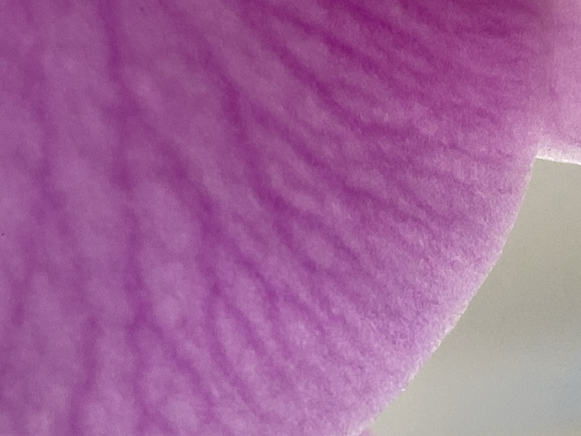 Close-up botanical documentation captured in Alanya, Turkey