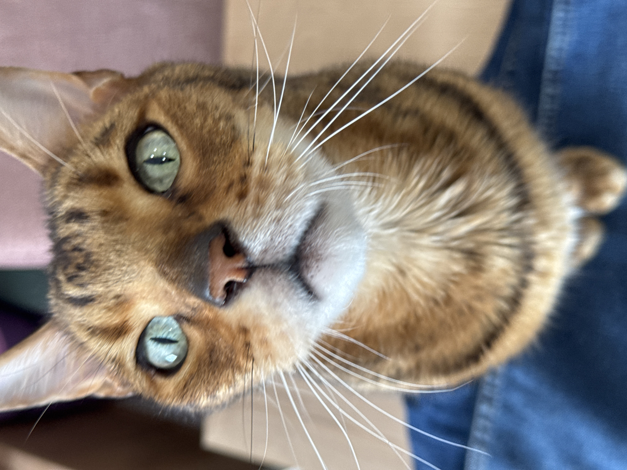 Bengal cat roams home during morning food preparation