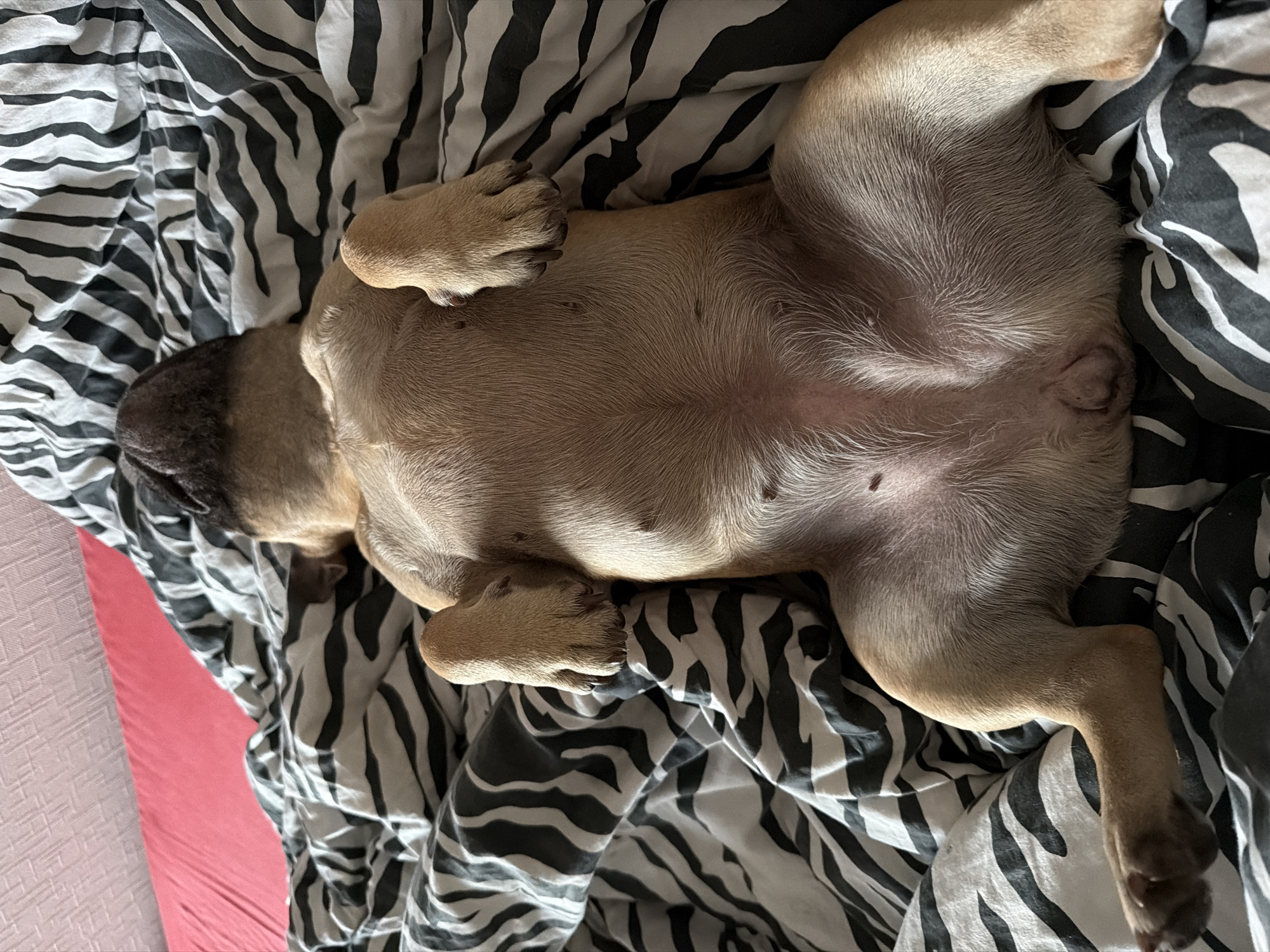 French Bulldog photographed napping peacefully in Baloži, Latvia