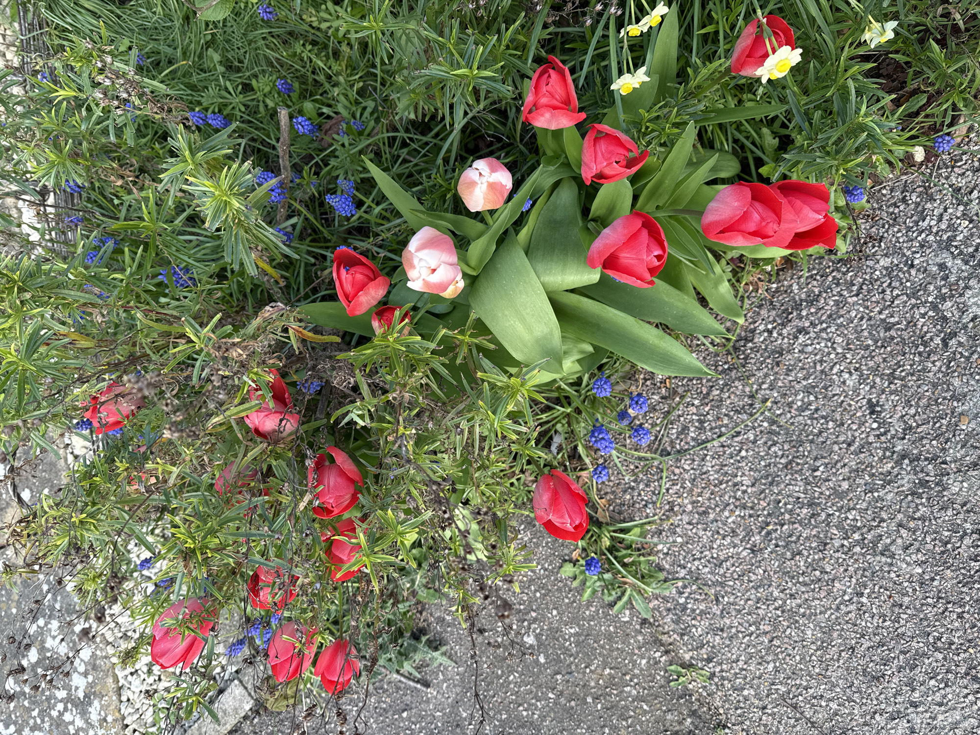 Spring tulips and flowers bloom in Great Yarmouth flowerbed