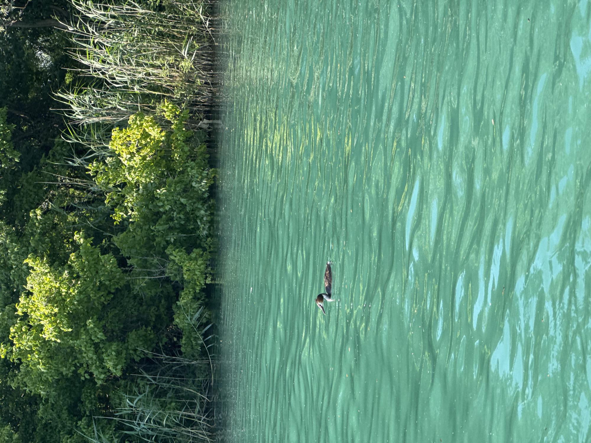 Waterfowl observed swimming in Skadar Lake near Vranjina, Montenegro
