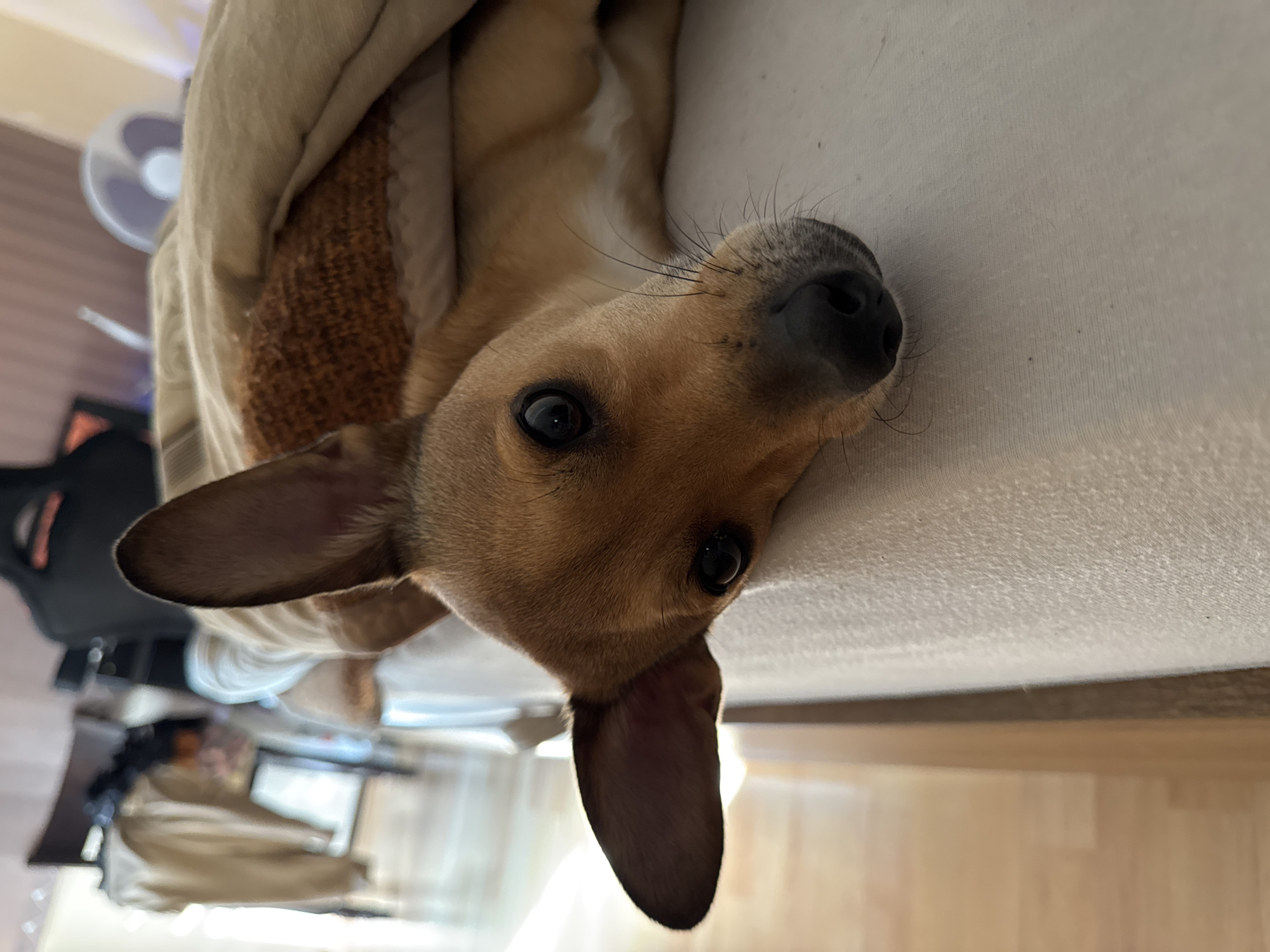 Dog rests indoors, hospital exterior captured in Plovdiv morning