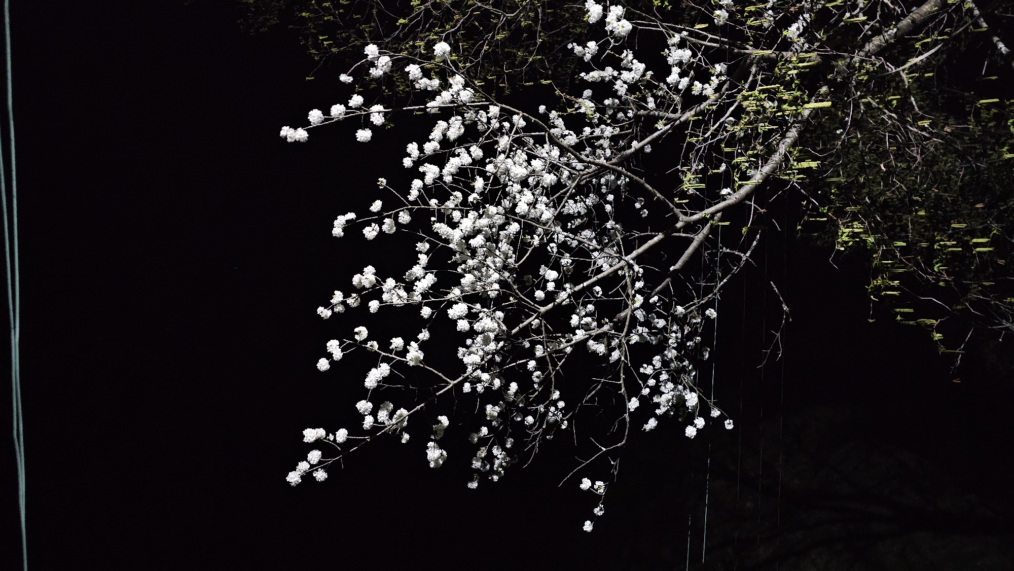 Evening stroll through blooming Karlovo captures spring scenes