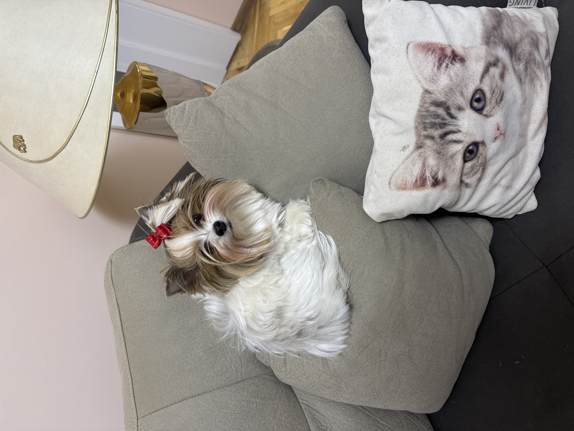 Small dog with red bow photographed on sofa in Plovdiv