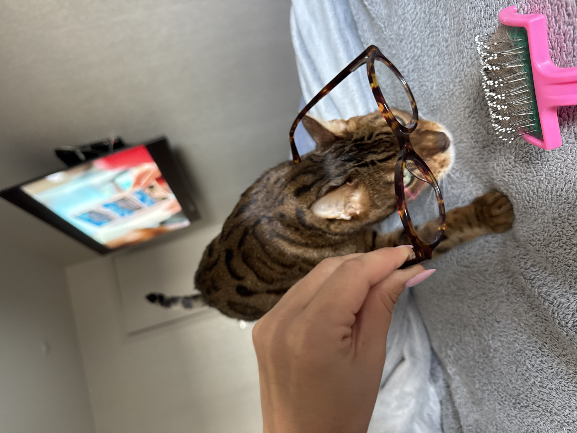 Bengal cat models tortoiseshell glasses in playful eyewear promo