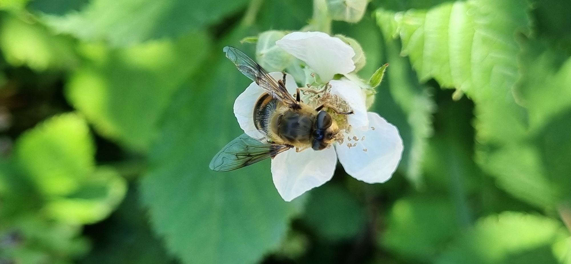Rural life documented through macro photography in Blizhnee, Ukraine