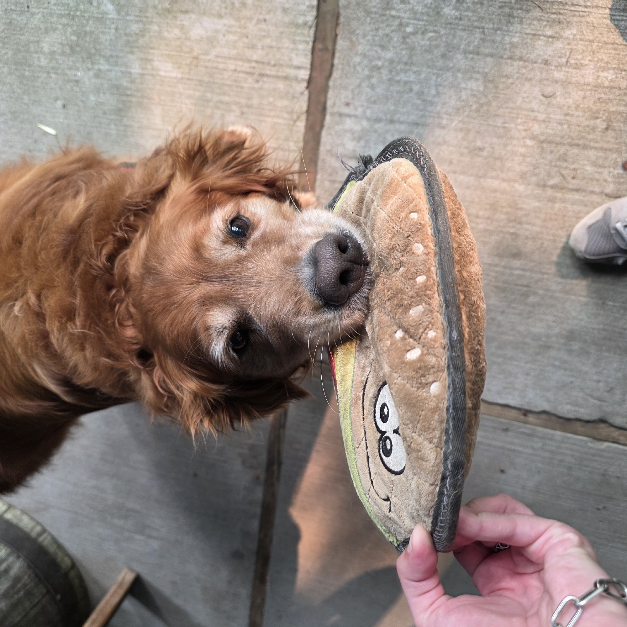 Golden retriever's perfect afternoon: toys, chewing, and a nap