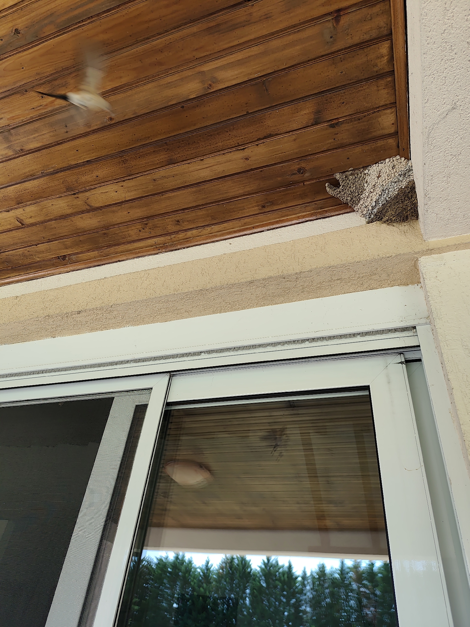 Morning moments captured in Spuž: nesting swallow, poolside tranquility
