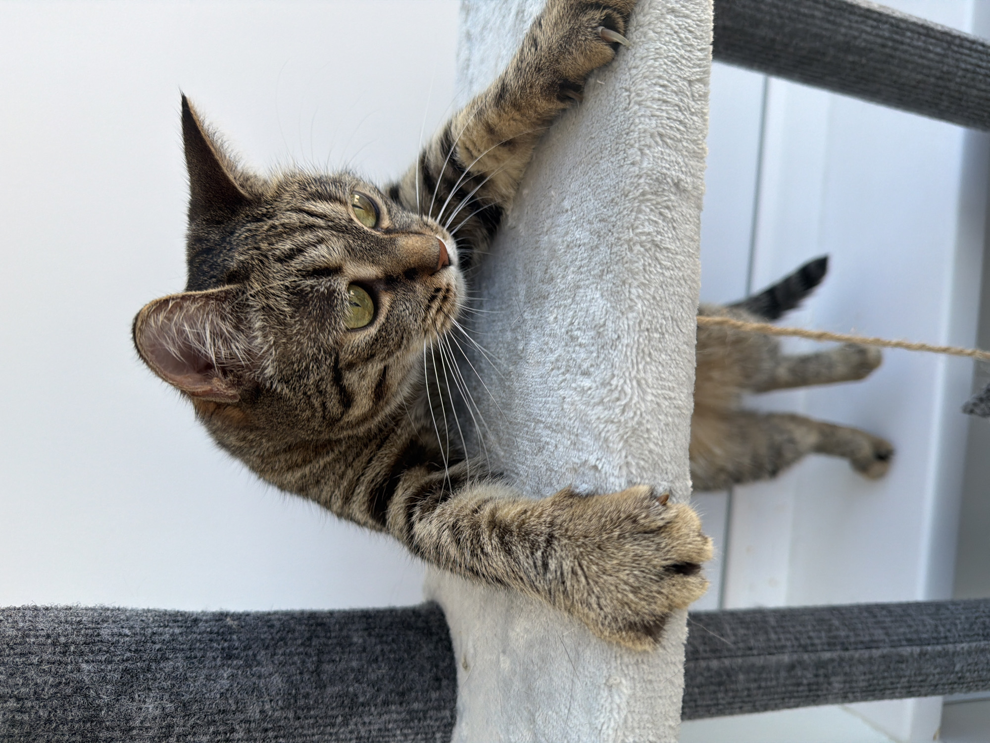 Tabby cat and Yorkie share an apartment afternoon in Russia