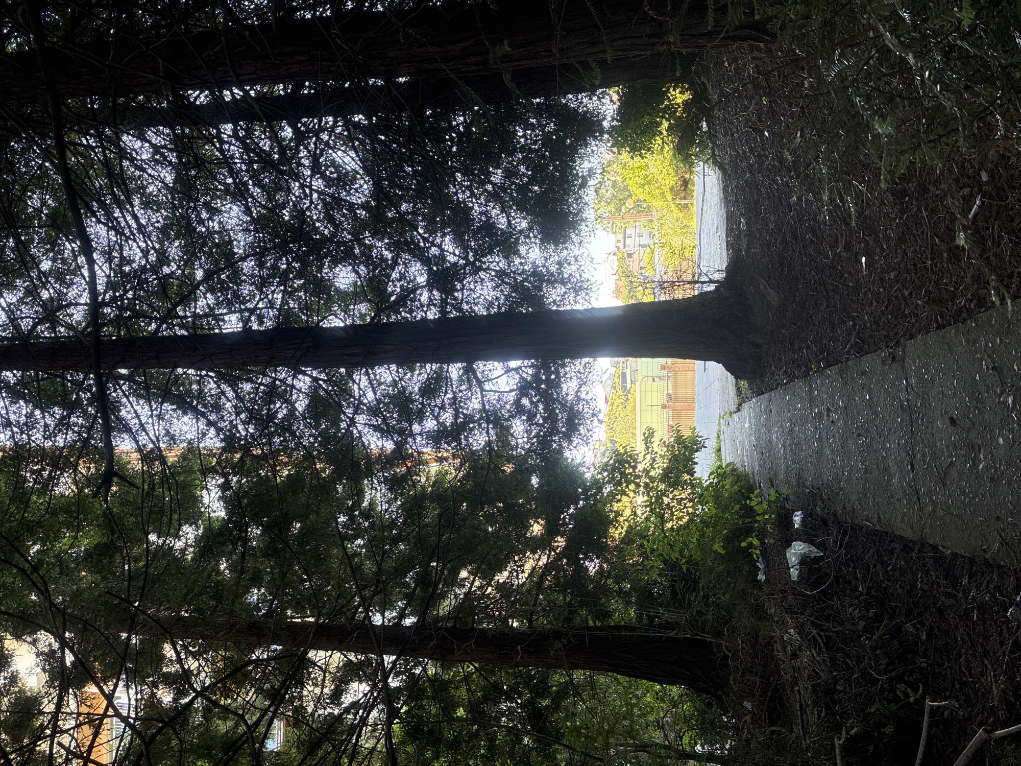 Morning exploration of abandoned Sochi sites documented by witness