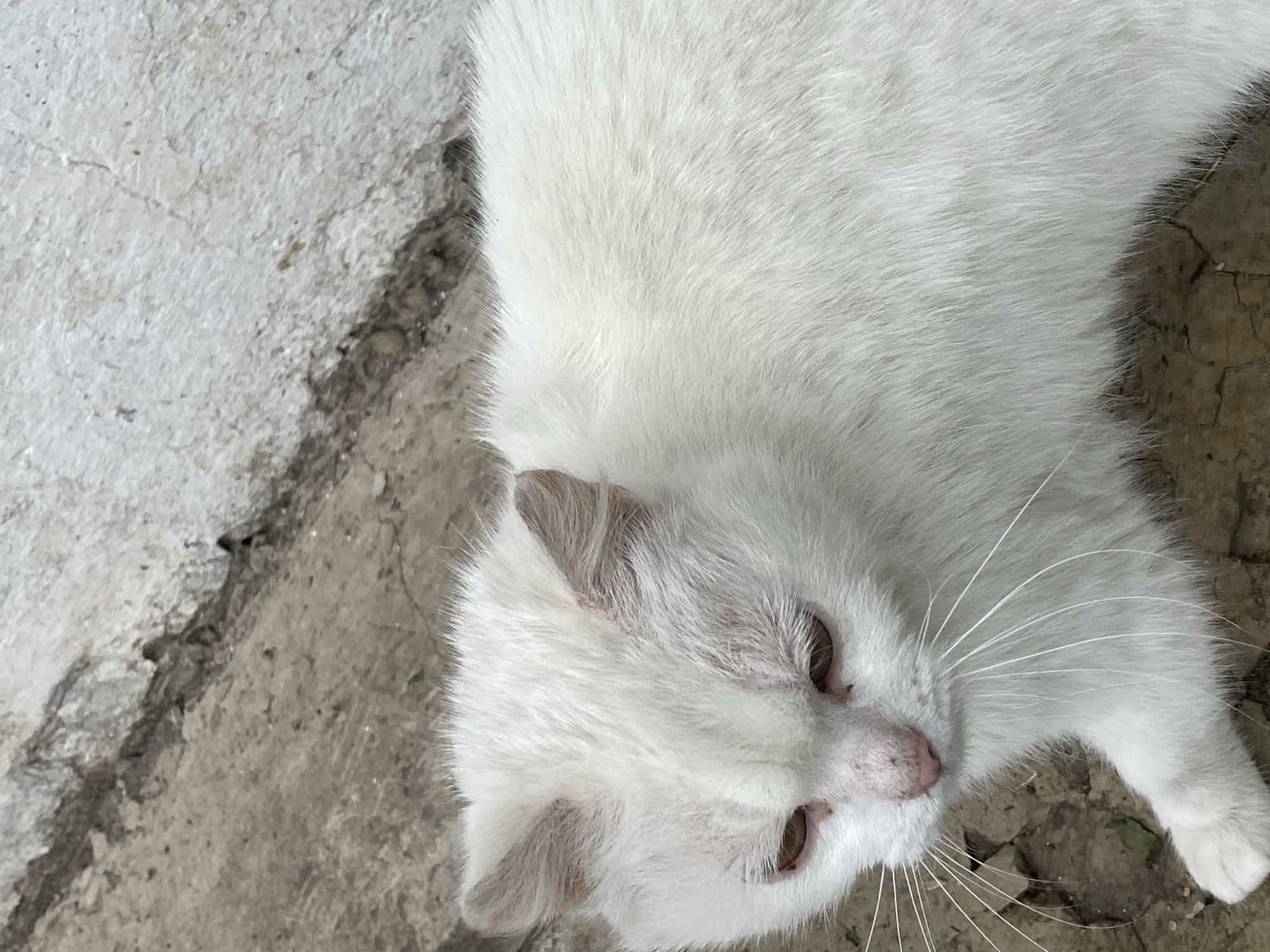 Rural Ukrainian village life documented through cats, chickens, farmland