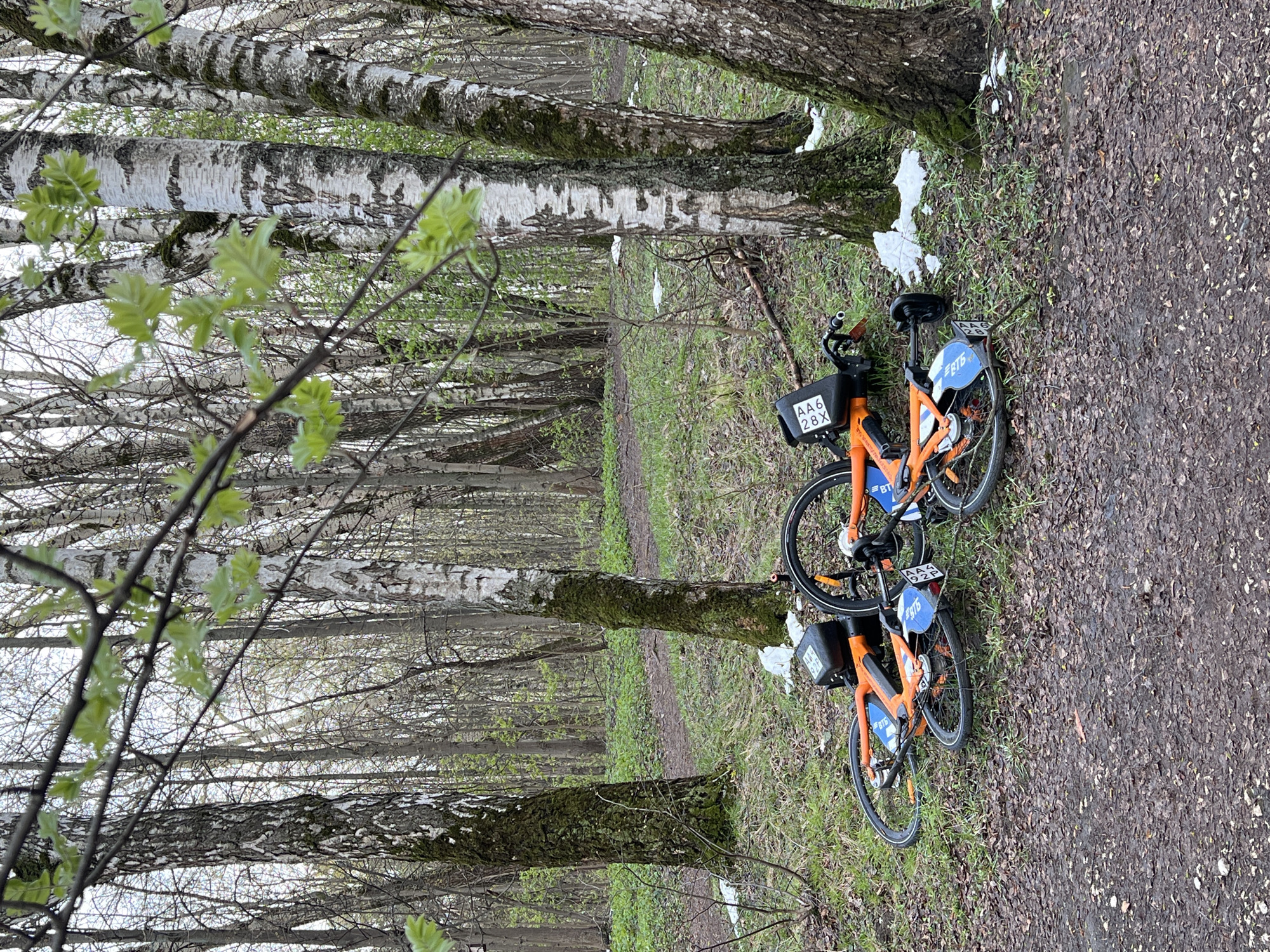 Shared bikes parked on forest path in Khimki
