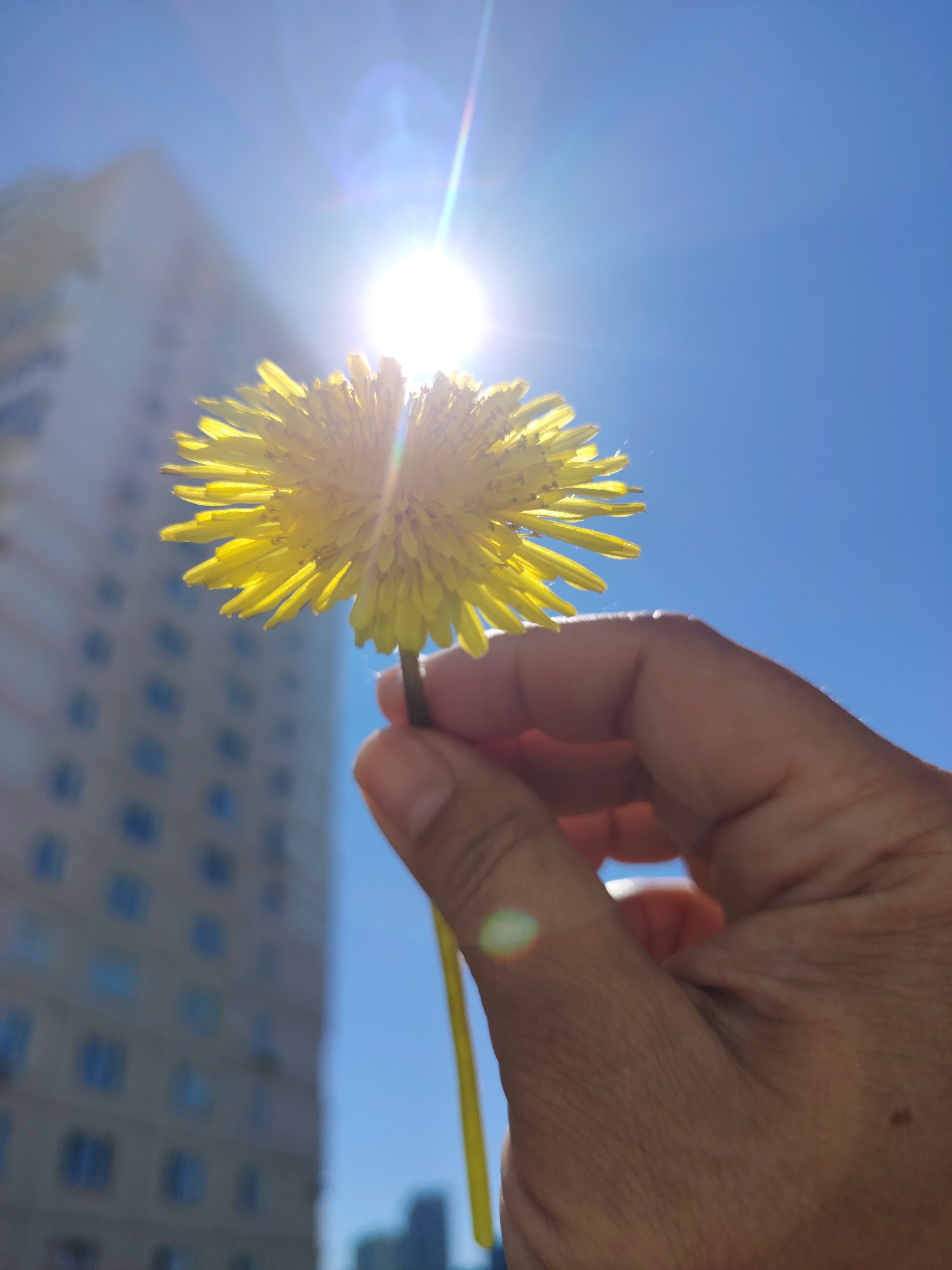Person photographs dandelions against blue sky in morning session