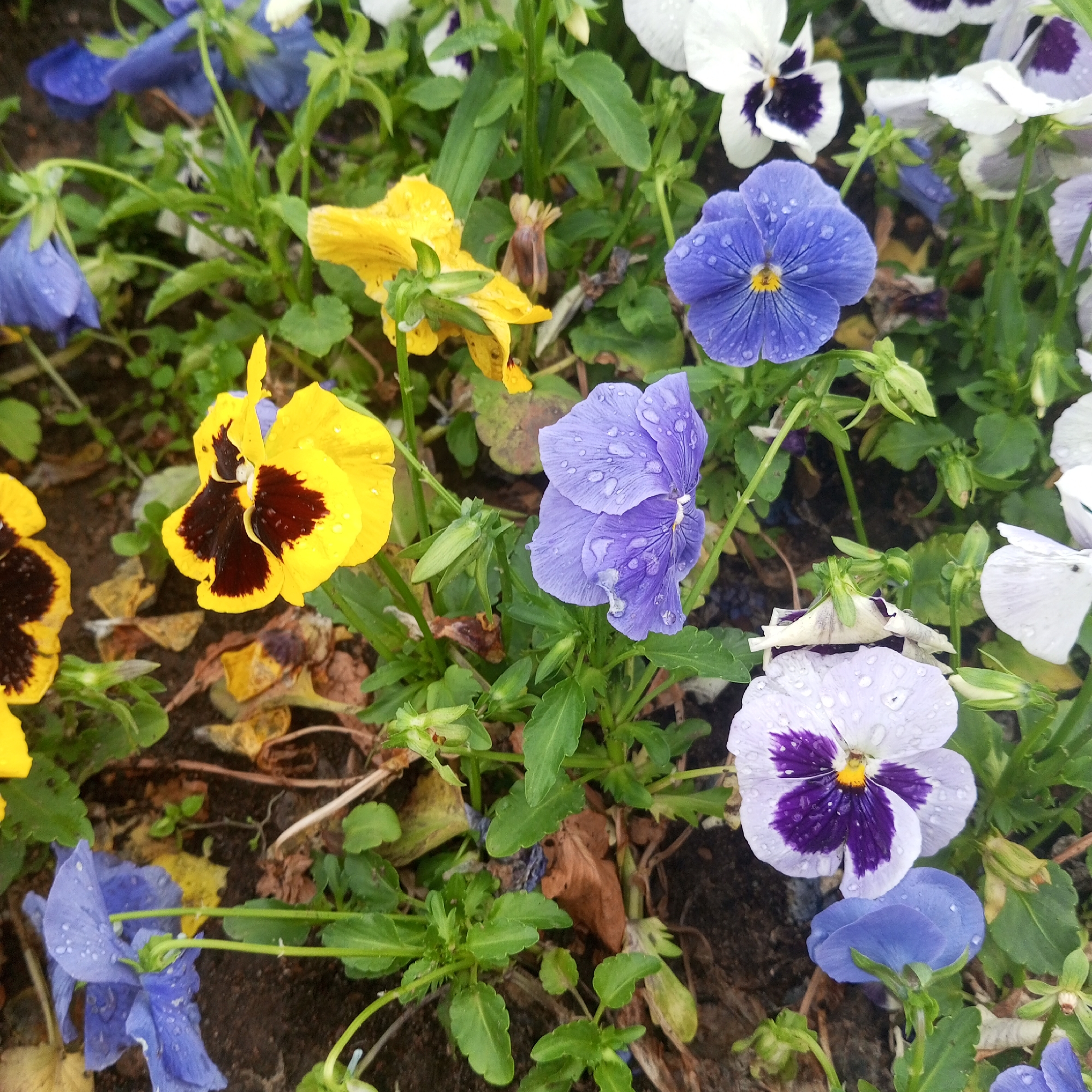 Afternoon stroll through Moscow park captures flowers, memorials, everyday life
