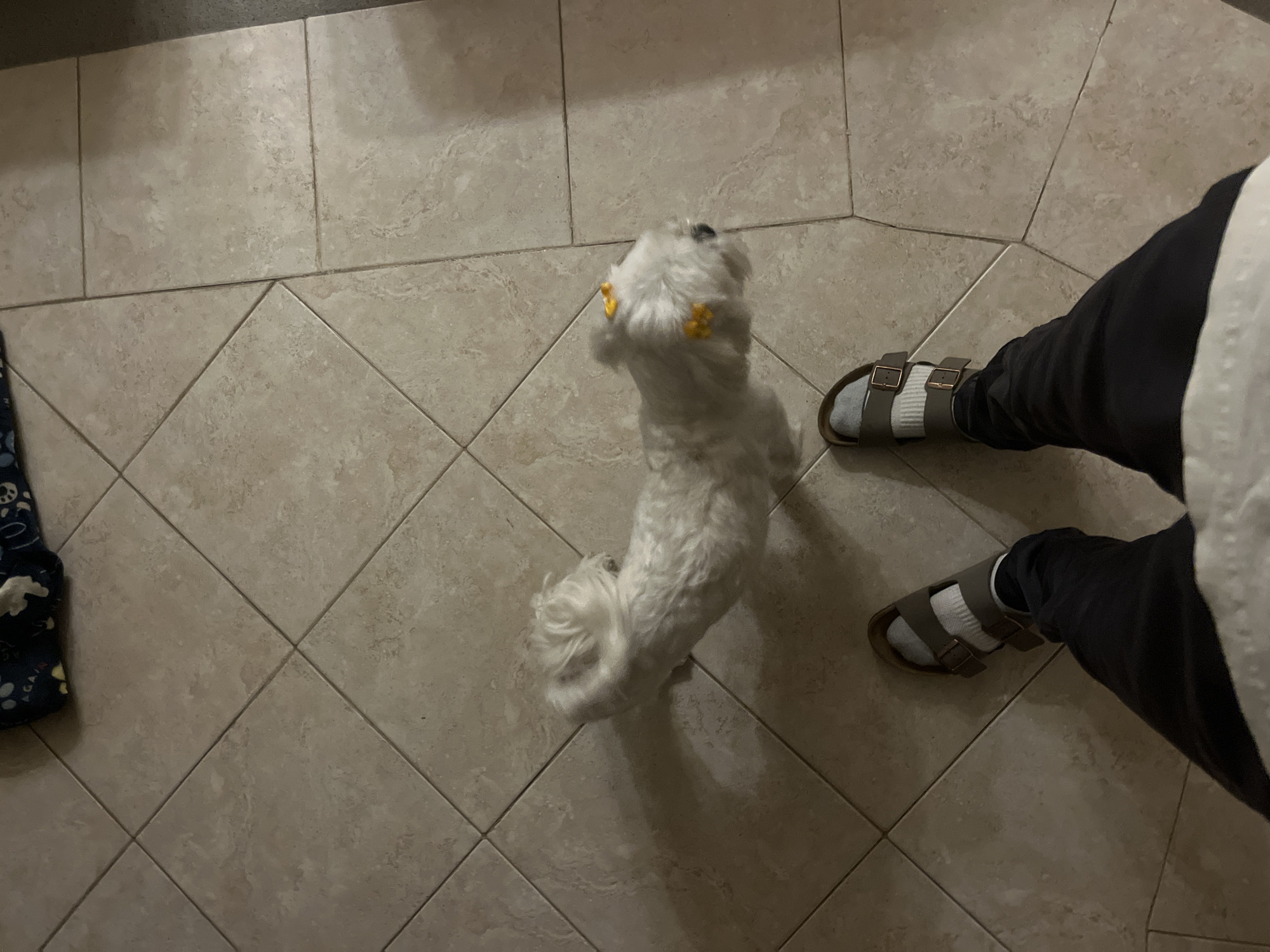 Small white dog with yellow clips spotted indoors in Puebla
