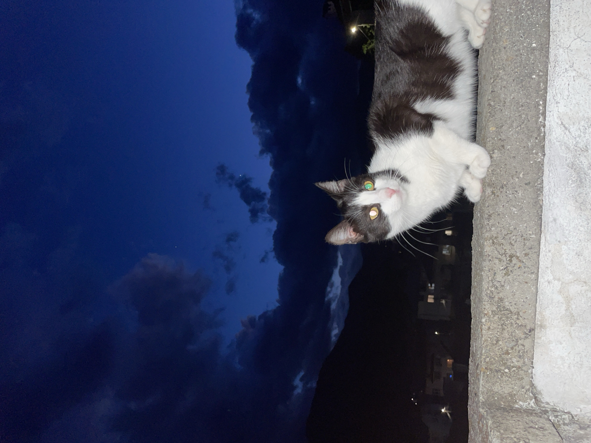 Cat roams Bulgarian mountain town during cloudy evening