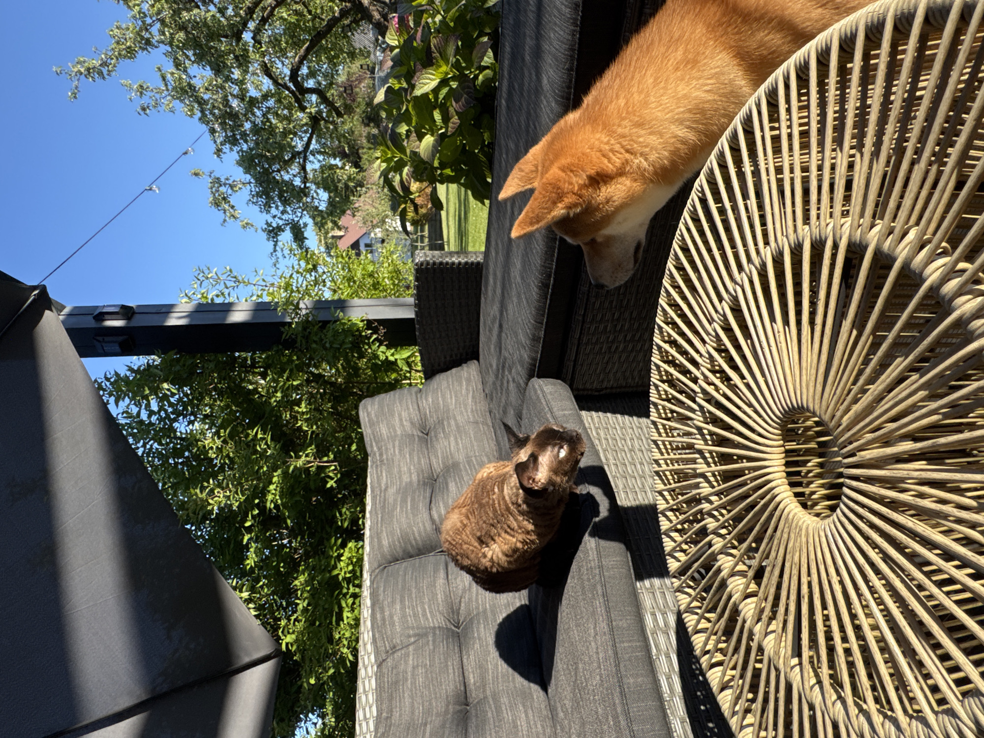Woman enjoys sunny afternoon with Shiba Inu and cat