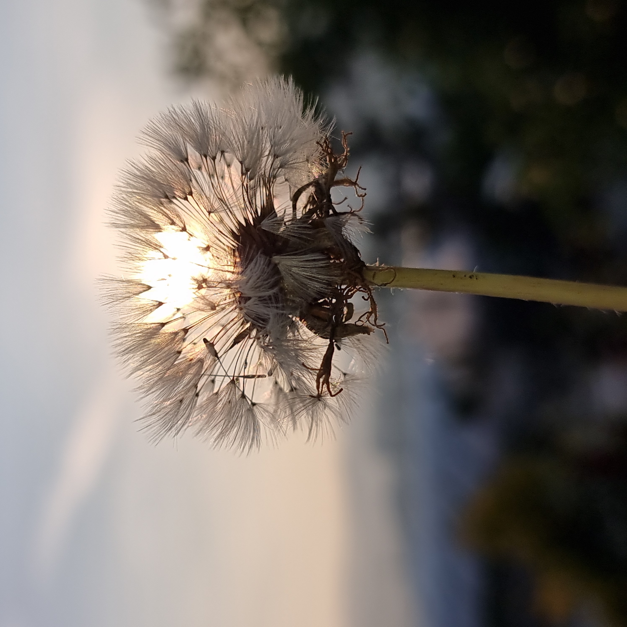 Sunset in Dunnae-myeon: animals, wildflowers, and fading light