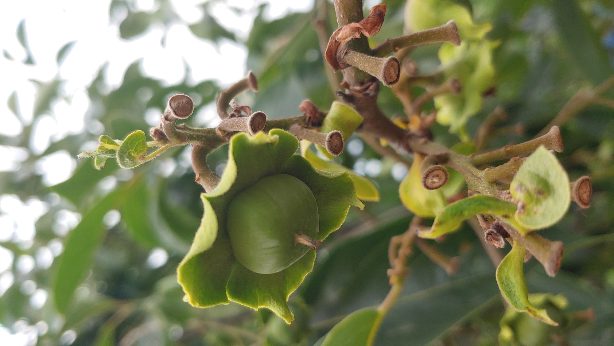 Backyard details: plants, pets, and textures in Mukachevo