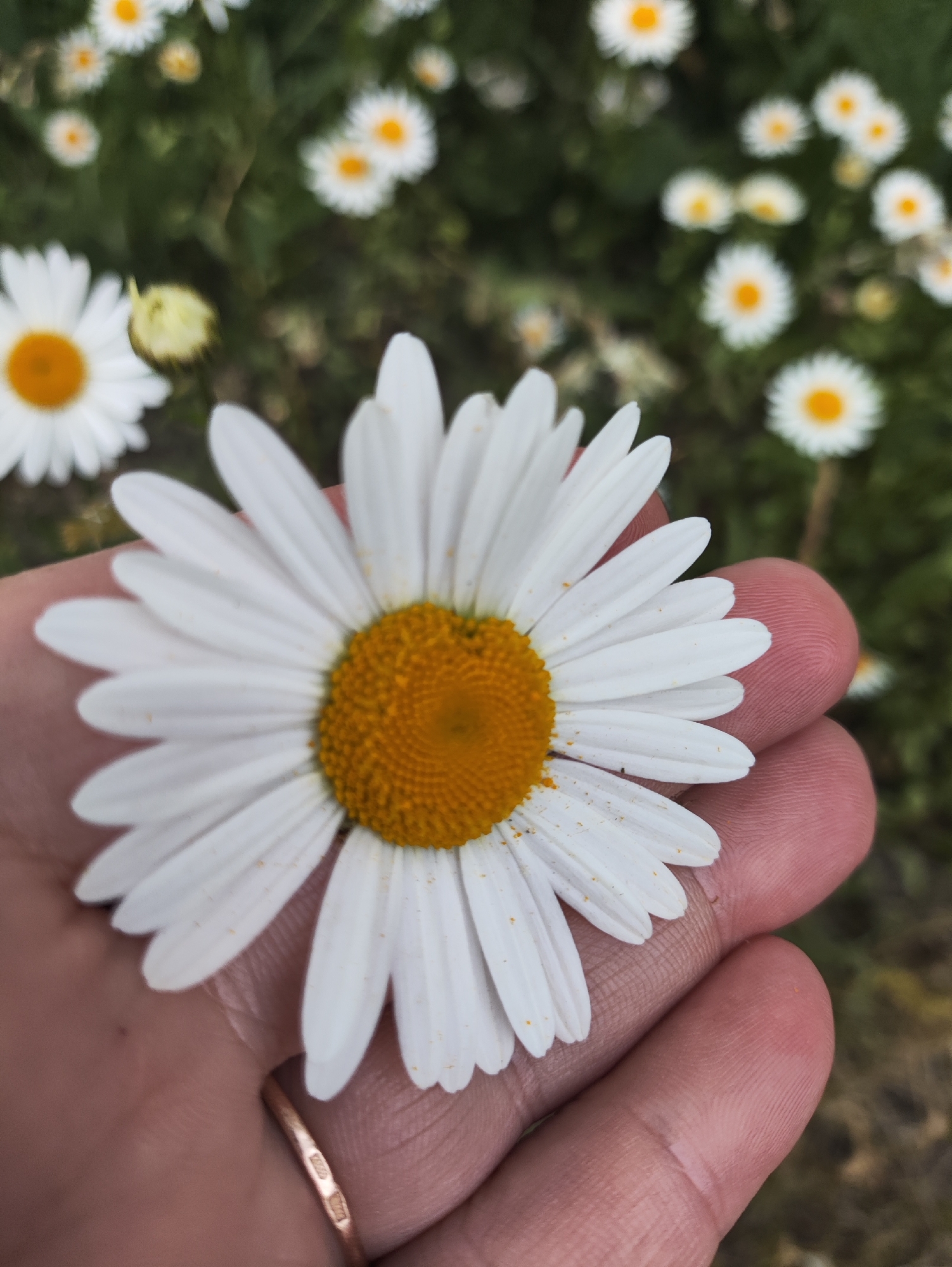 Evening flower walk and drive documented in Tallinn