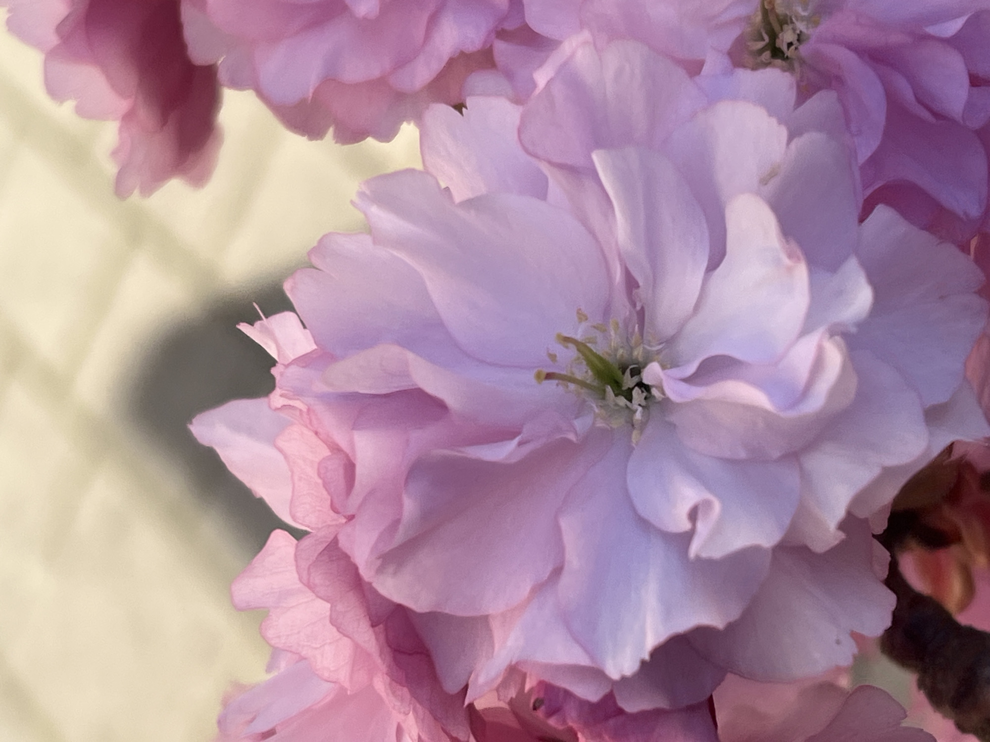 Person holds pink flowering branch in Strasbourg