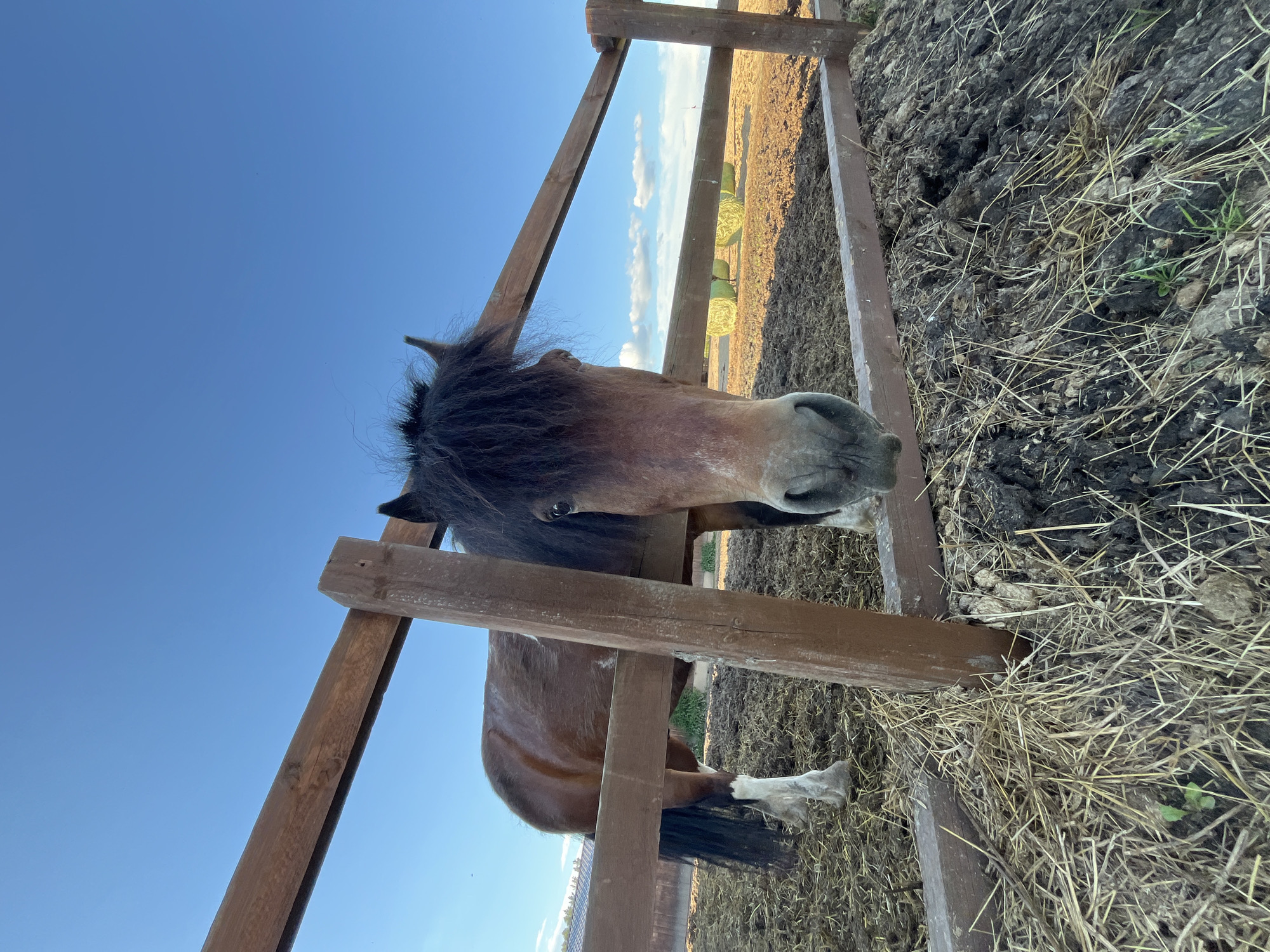 Afternoon at a rural eco-farm in Vybolovo, animals and all
