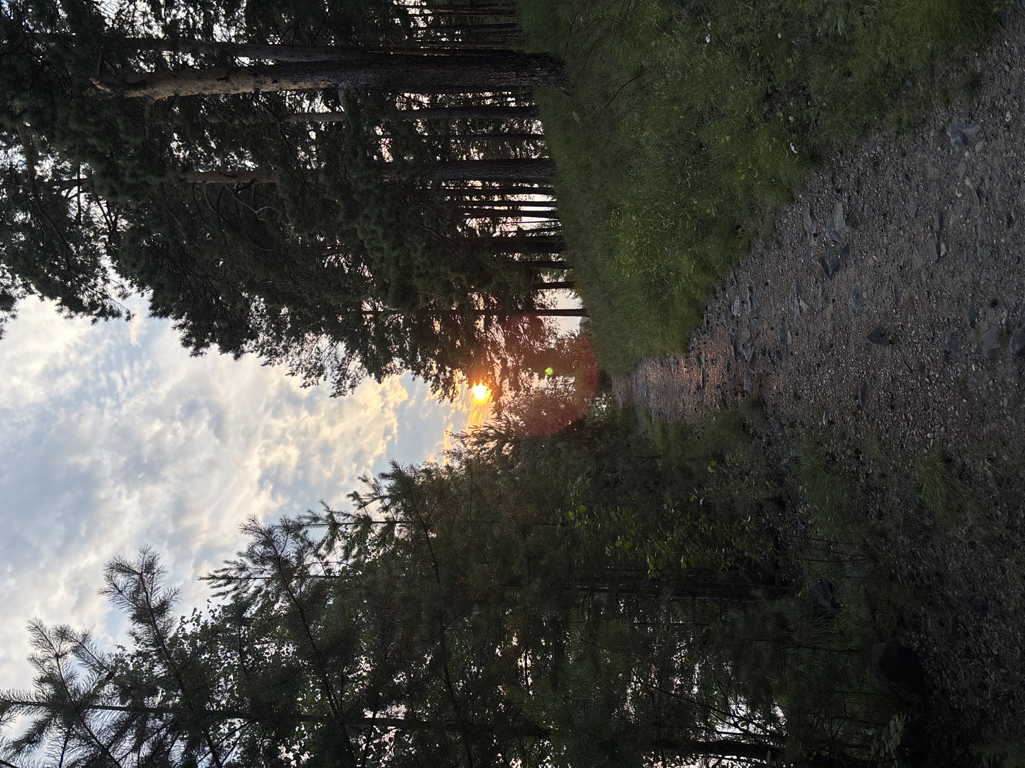 Pine forest path leads toward a summer sunset in Siberia