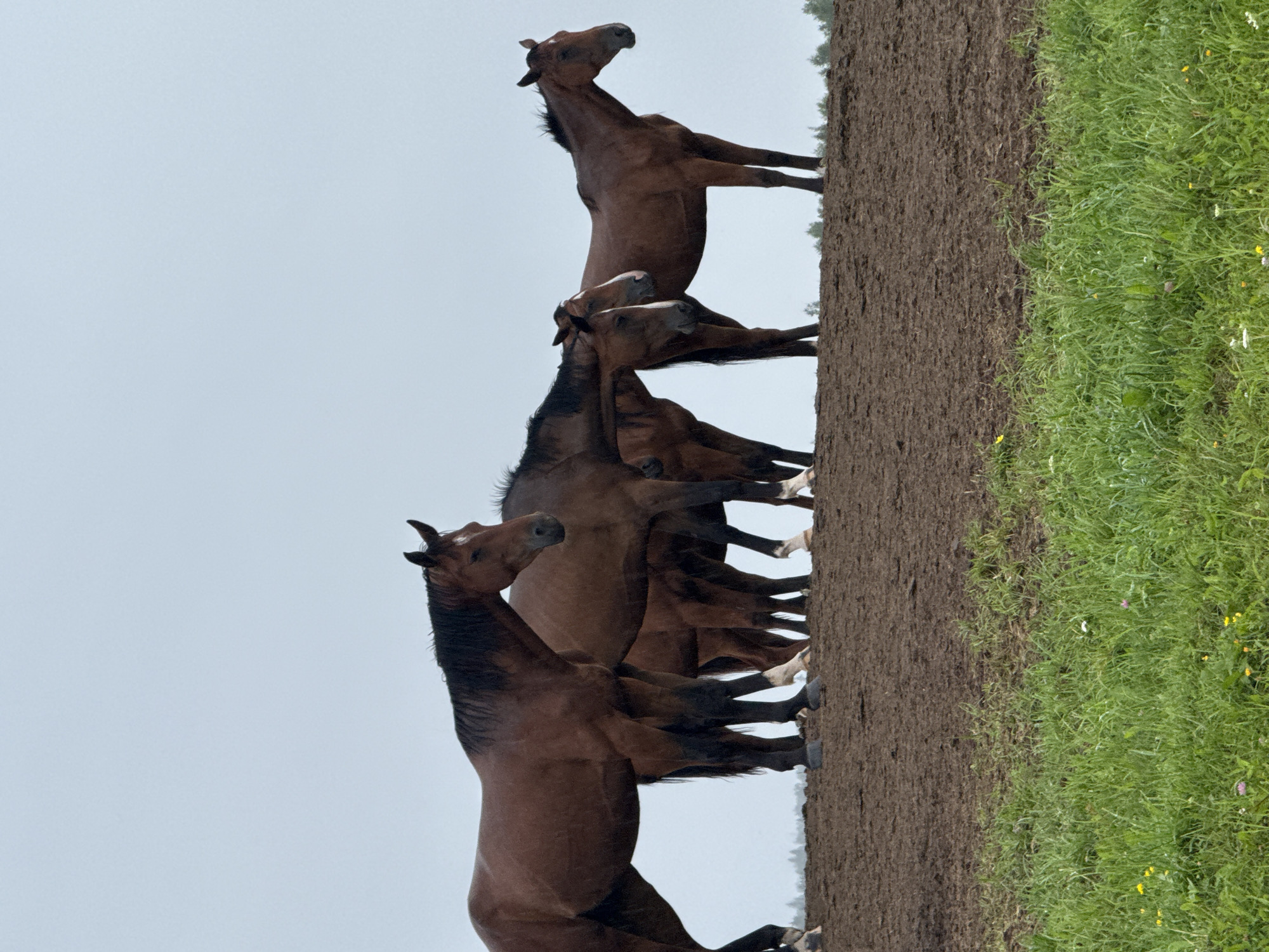 Horses grazing on a muddy field in rural Lithuania