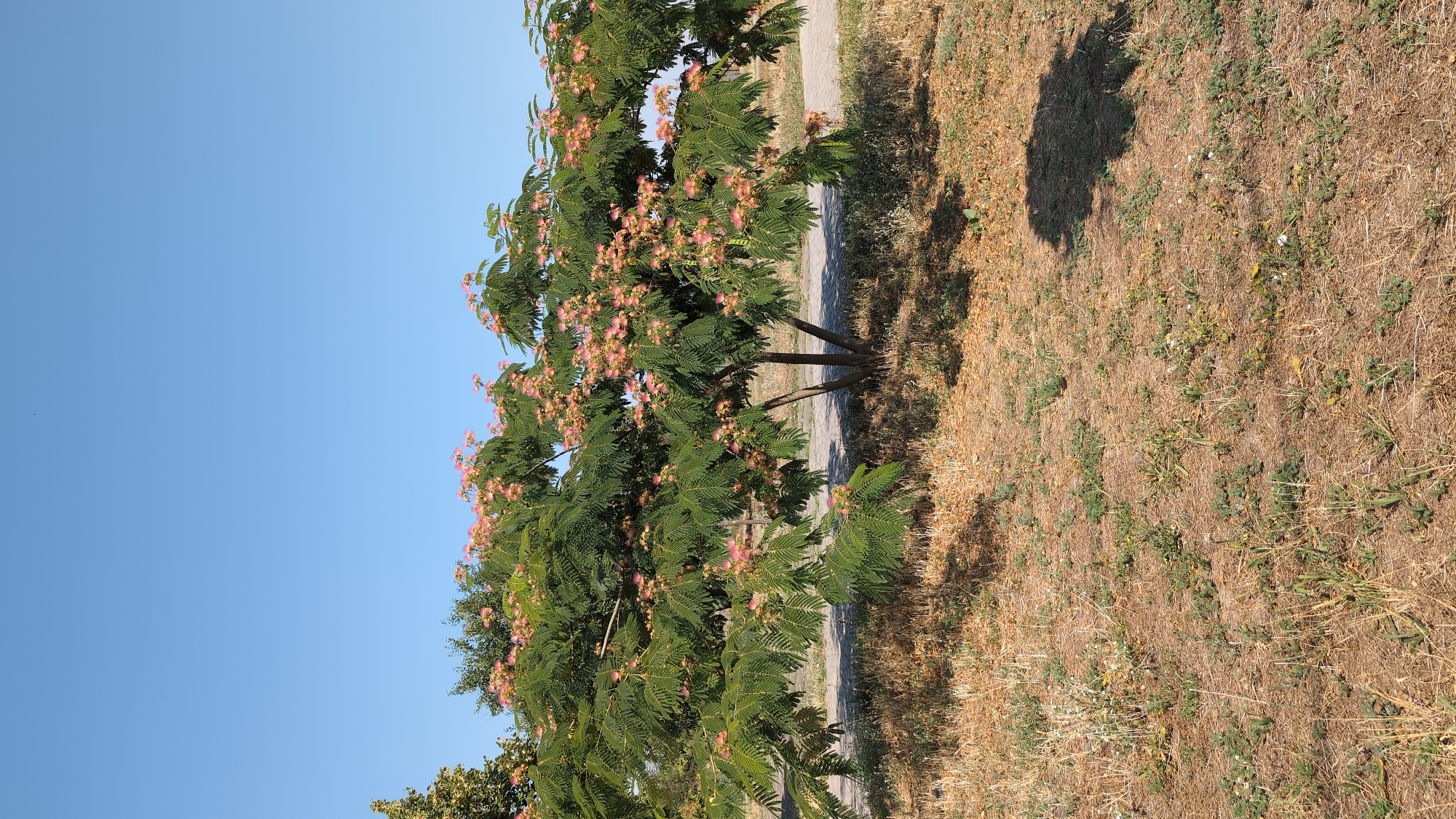 Persian silk tree blooms above the Southern Bug River, Mykolaiv