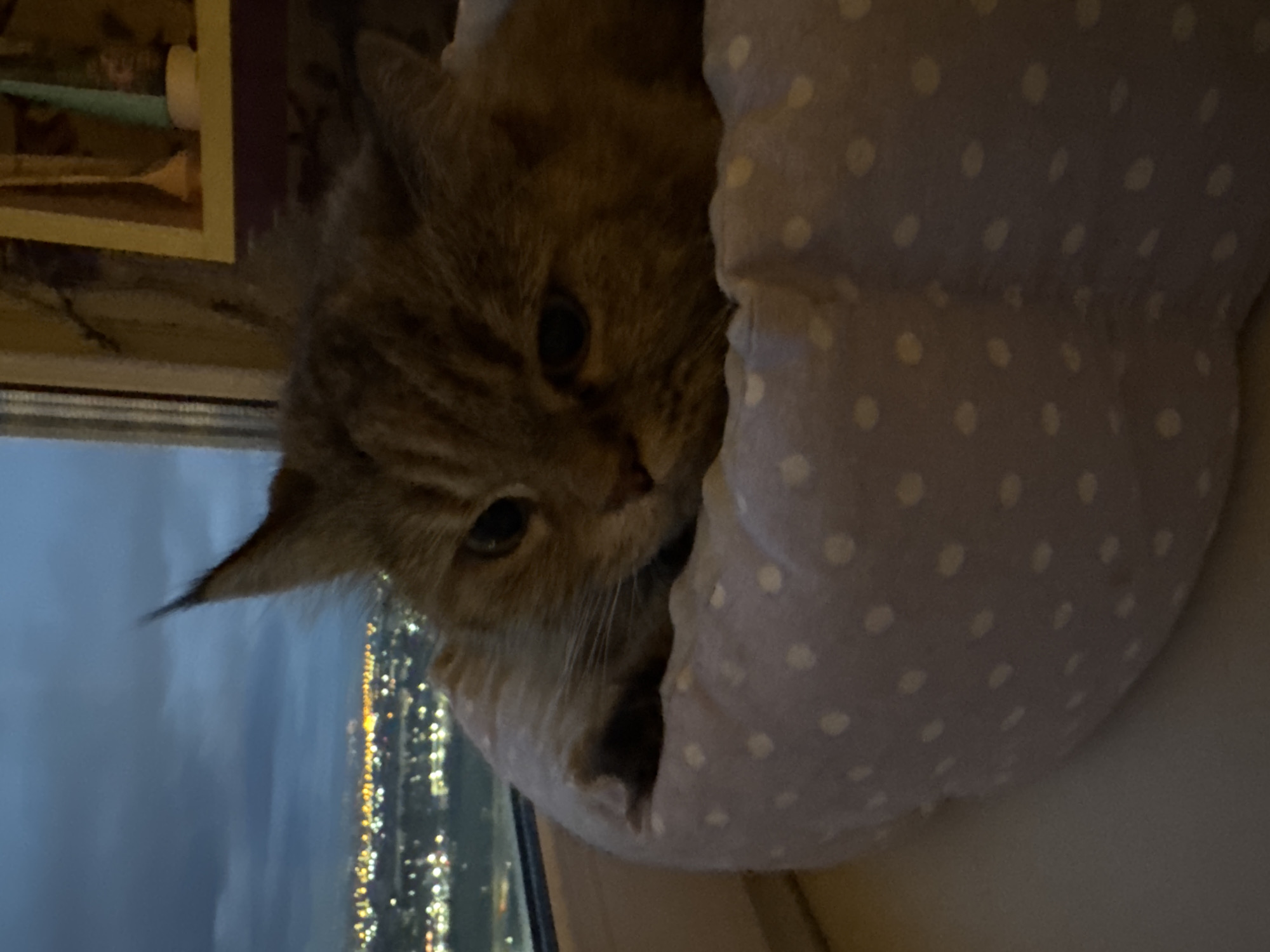 Cats resting in window beds with city lights behind them