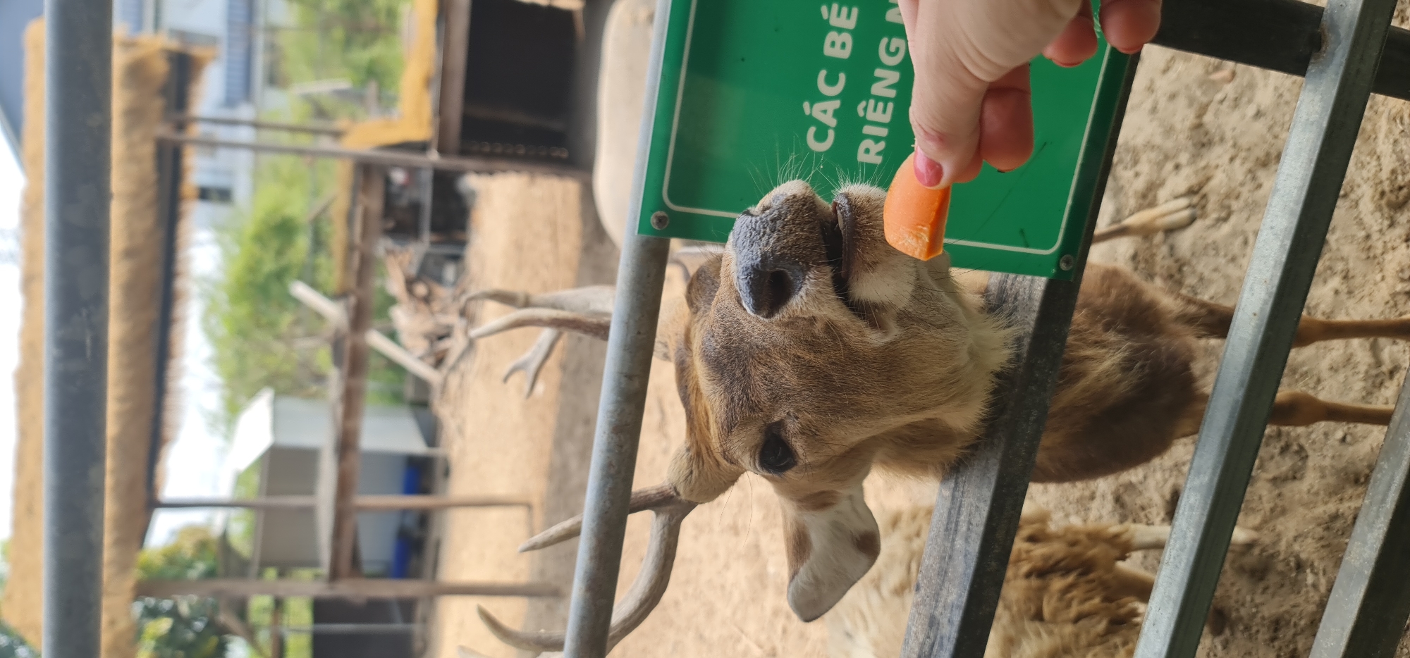 Visitors feed animals at Đà Nẵng wildlife enclosure