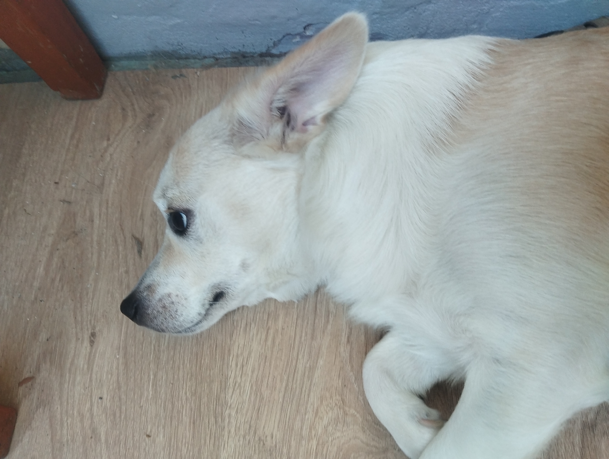 Dog resting on wood floor, blue splatter decal on glass nearby