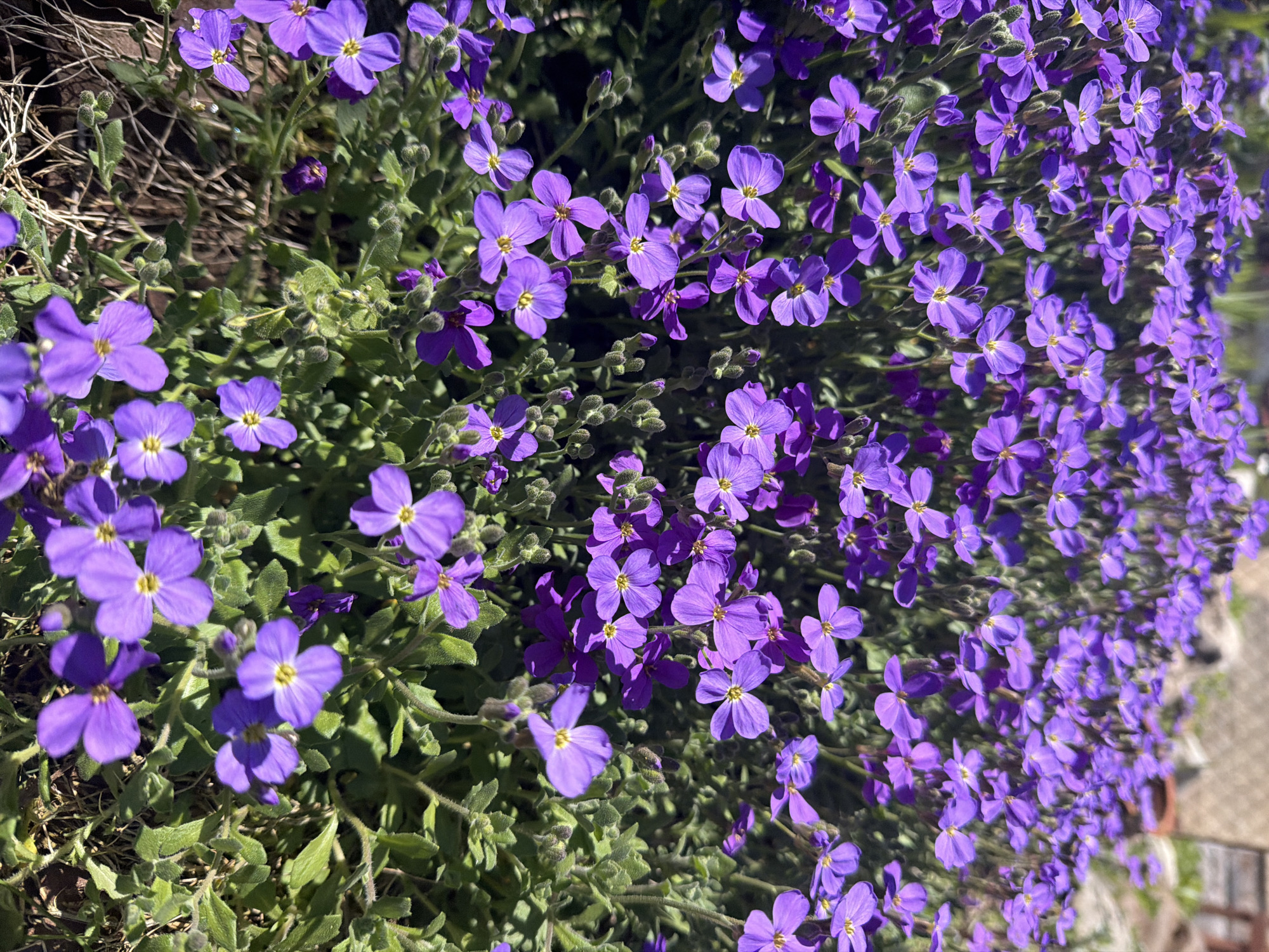 Spring aubrieta flowers bloom with bee activity in Kozloduy