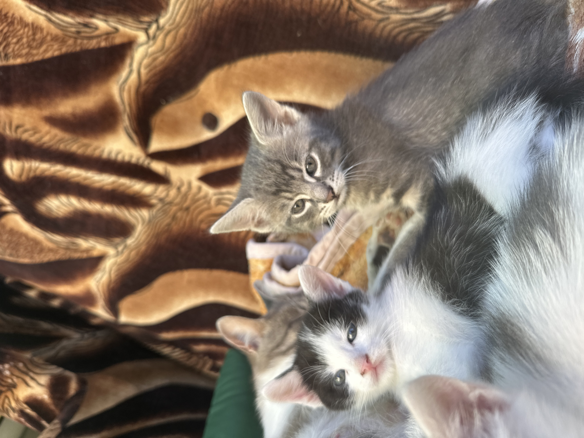 Kitten playtime and garden flowers captured in close detail